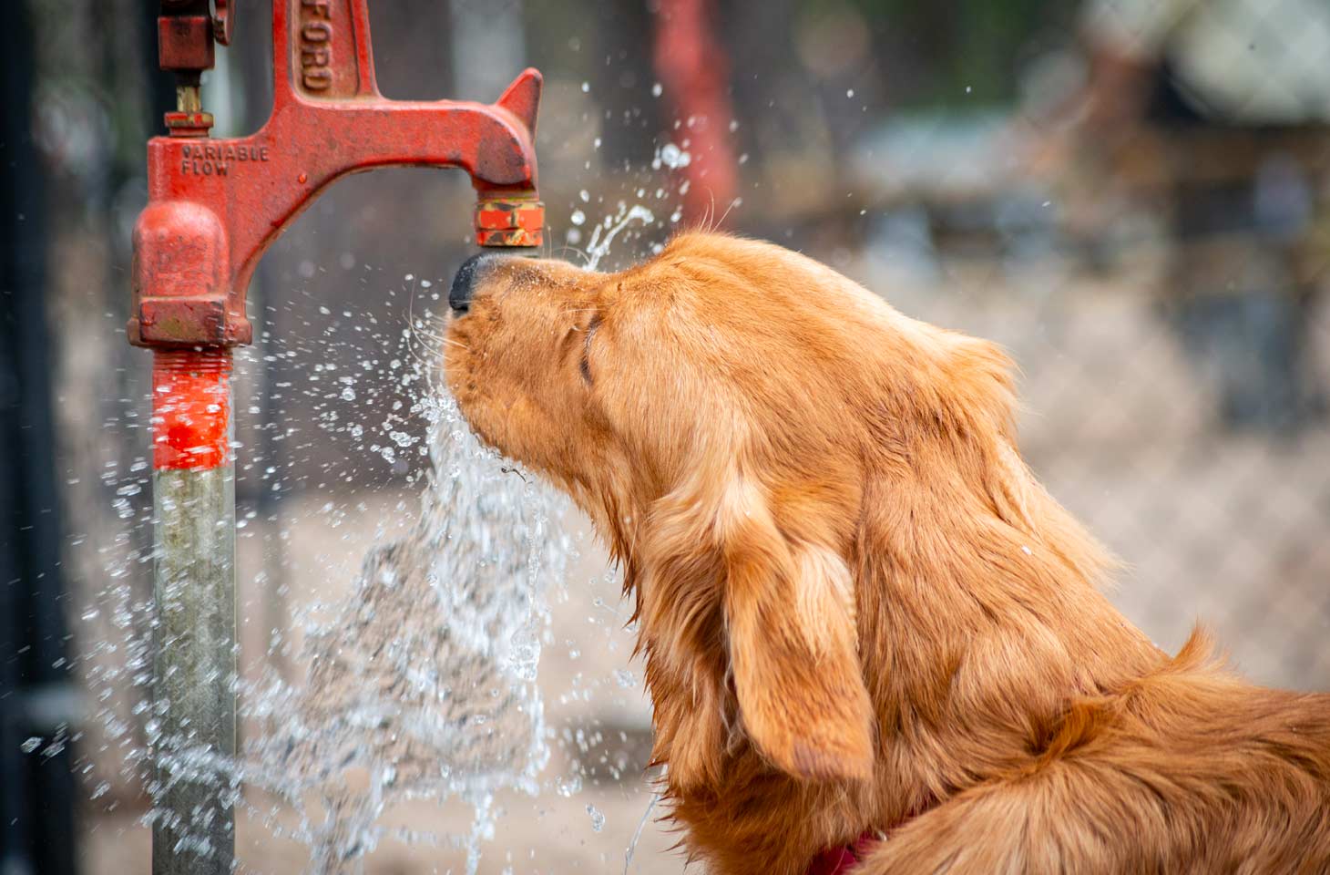 Your dog prefers running water