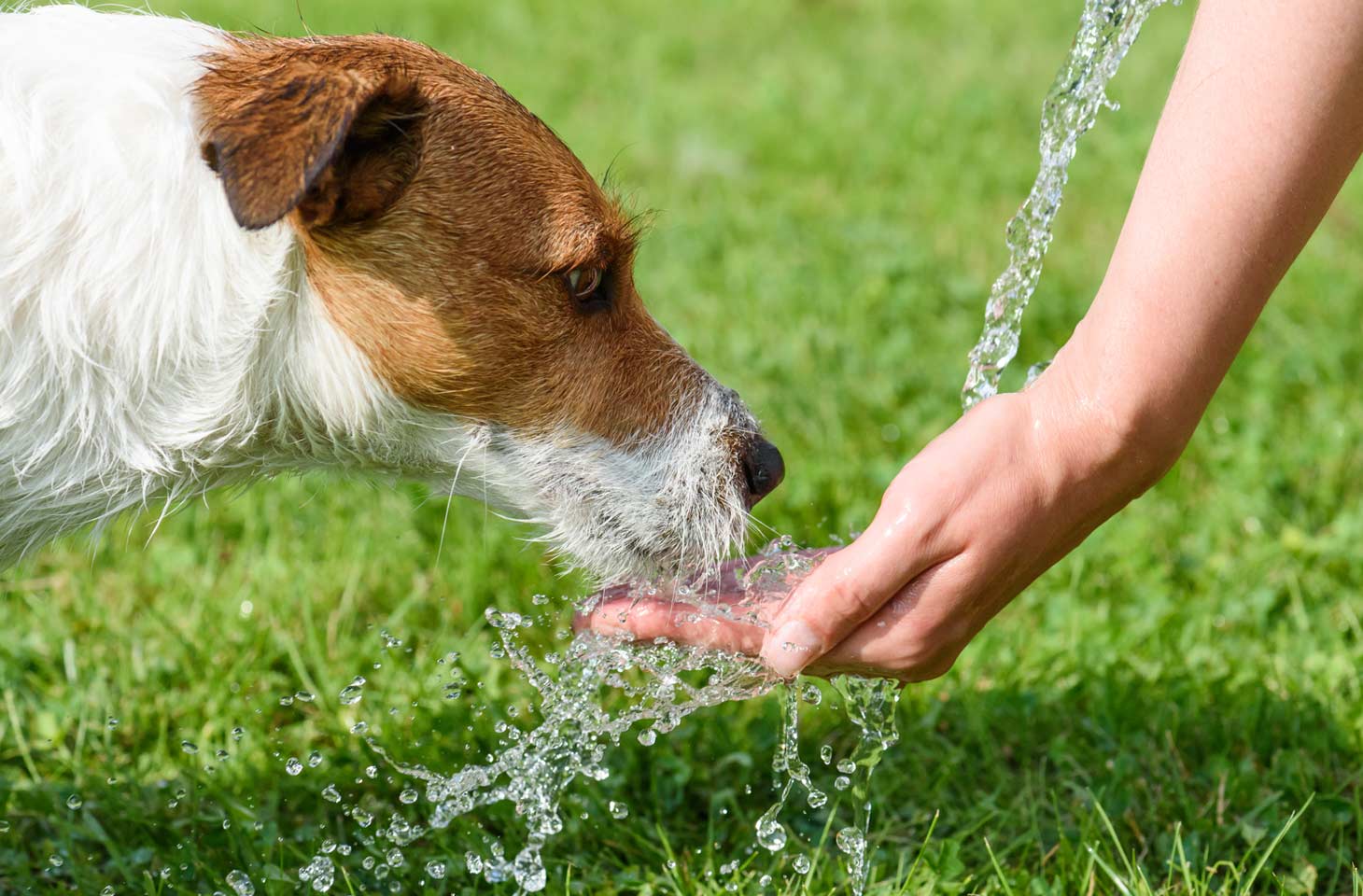 Better tasting water