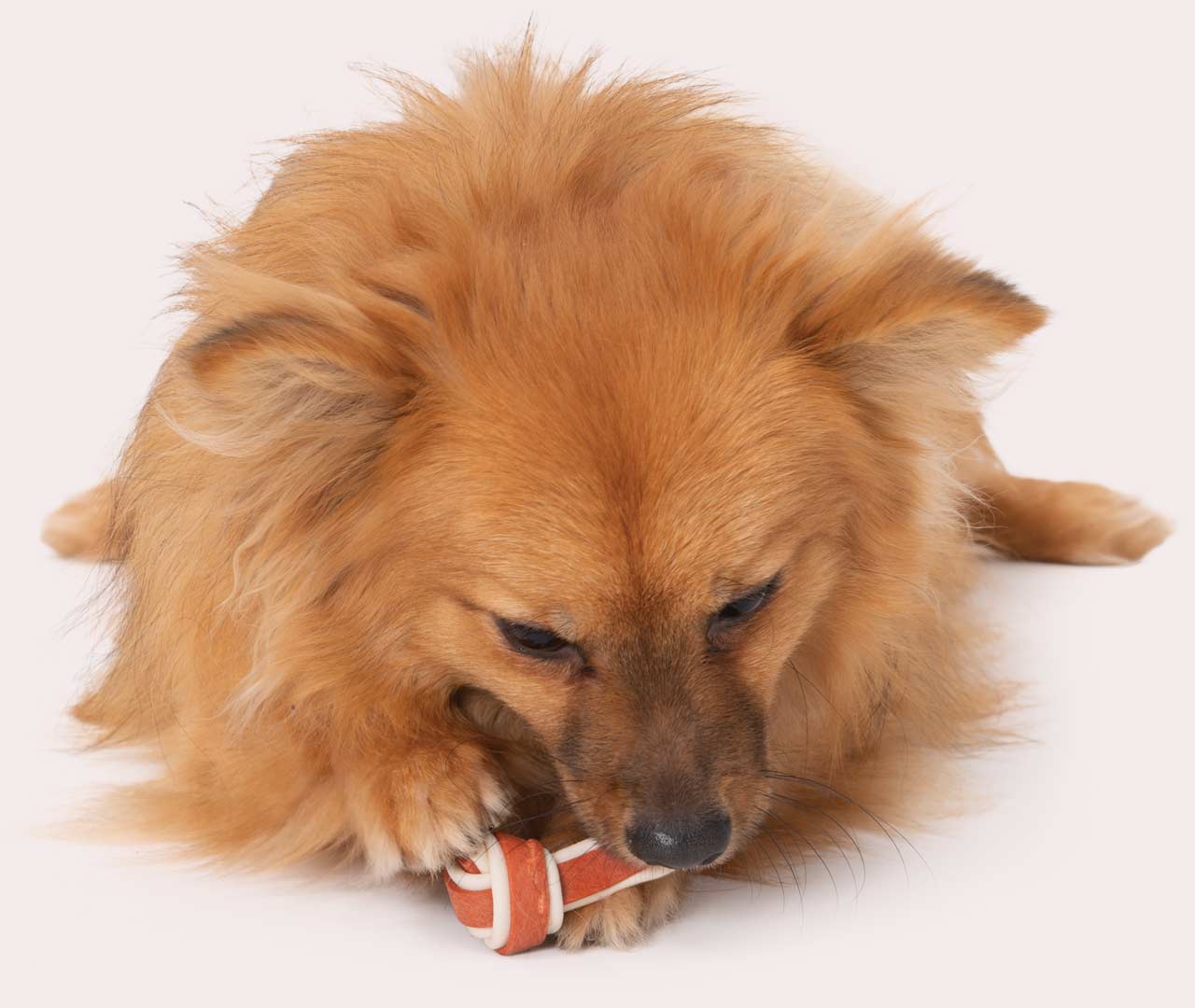 Dog eating a Zeus Better Bone