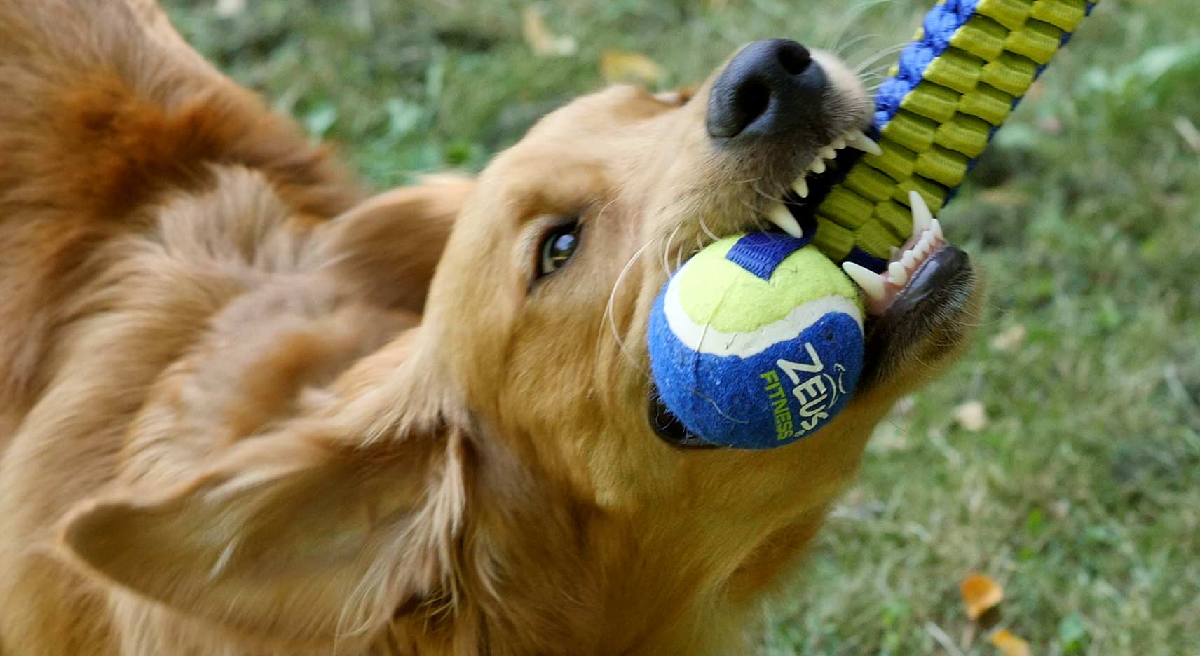 How to make tug-of-war with your dog even more fun