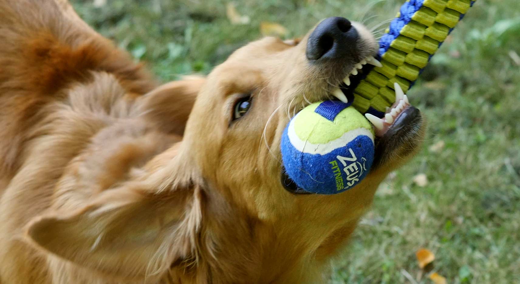 Wie das Tauziehen mit deinem Hund noch mehr Spaß macht