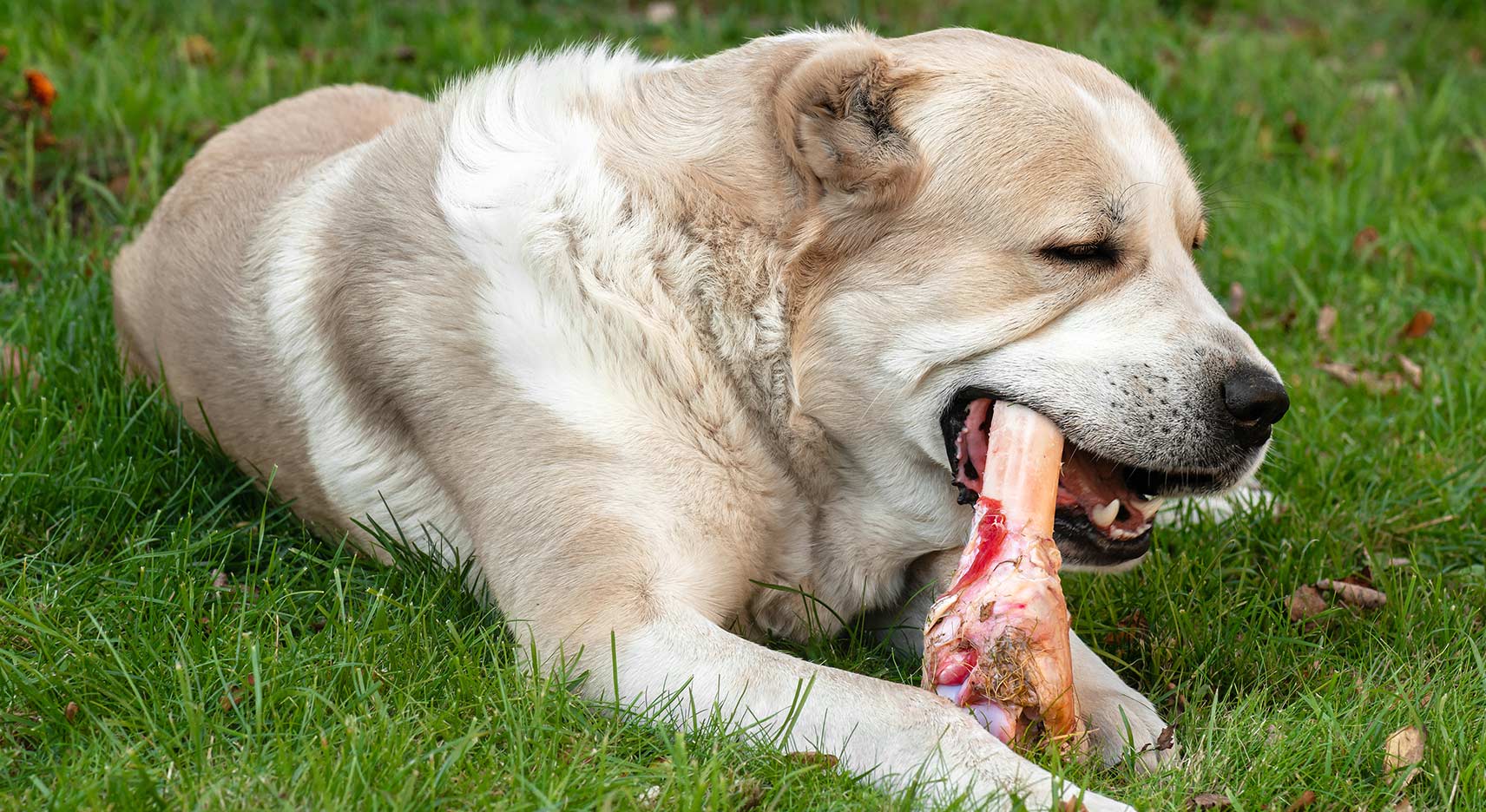 L’importance de trouver des options de rechange aux os pour chiens