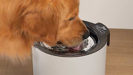 Zeus - Mini Fontana Per Cani E Cuccioli Di Piccola Taglia, 1,5 L