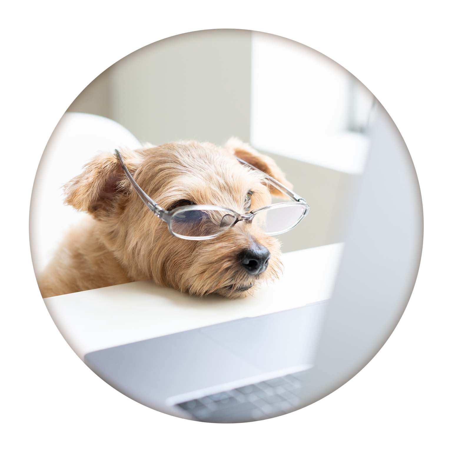 Petit chien beige avec lunettes de lecture fixant un écran d’ordinateur