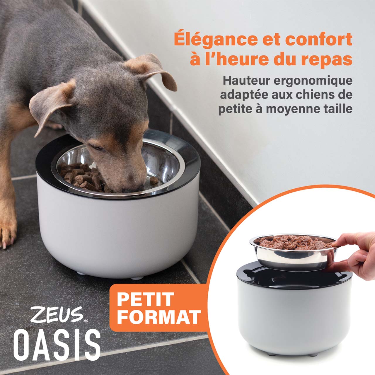 Confort et élégance à l’heure du repas pour les chiens de petite taille