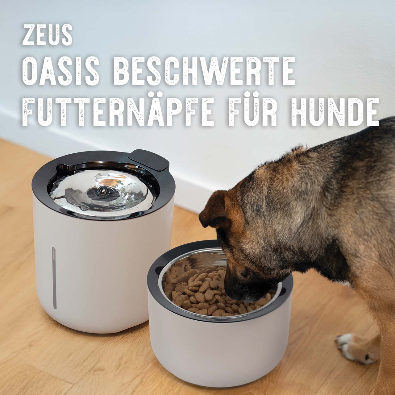 Hund frisst Trockenfutter aus einem Zeus Oasis beschwerten Futternapf