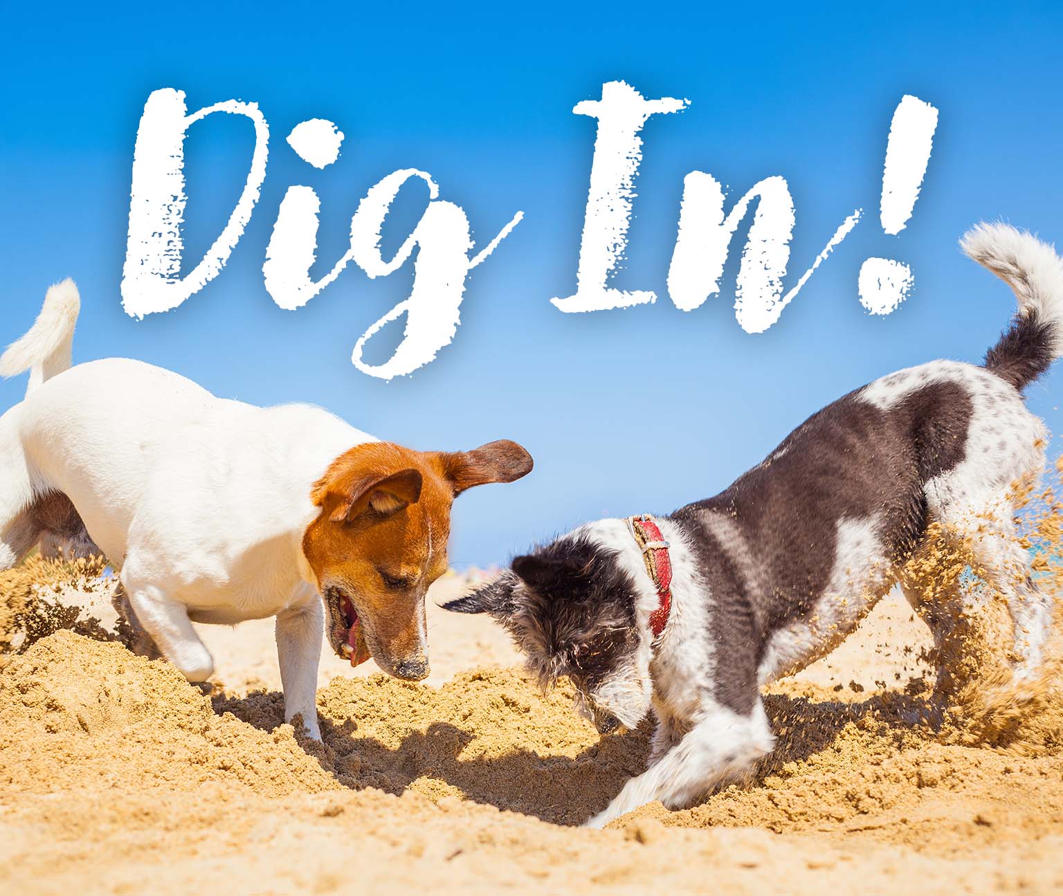 Dig In
2 dogs digging into the sand at a sunny beach