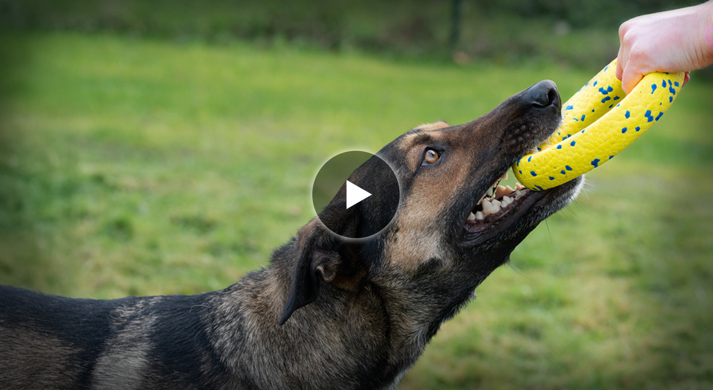 Close up of a large dog with sharp teeth tugging on a Zeus Nitro Ring with rubber core