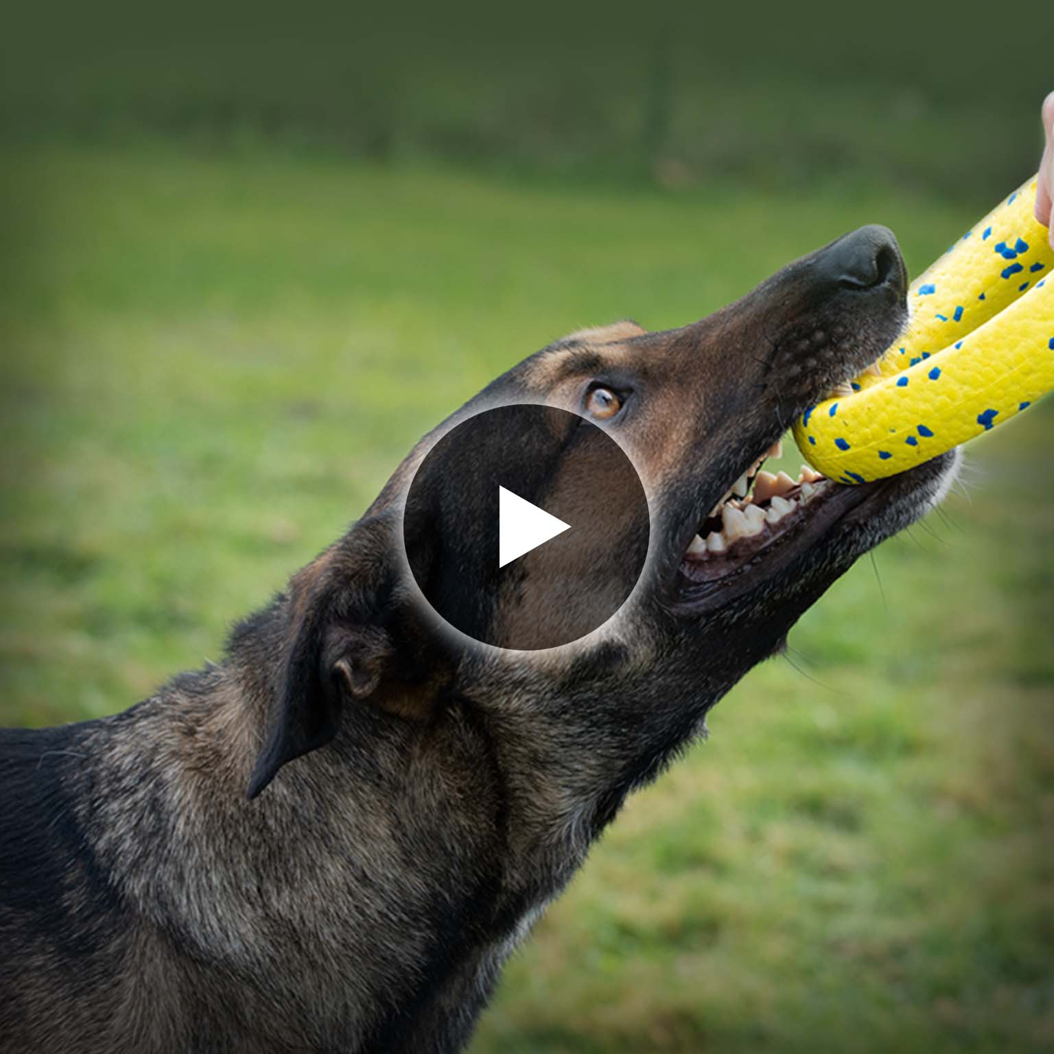 Close up of a large dog with sharp teeth tugging on a Zeus Nitro Ring