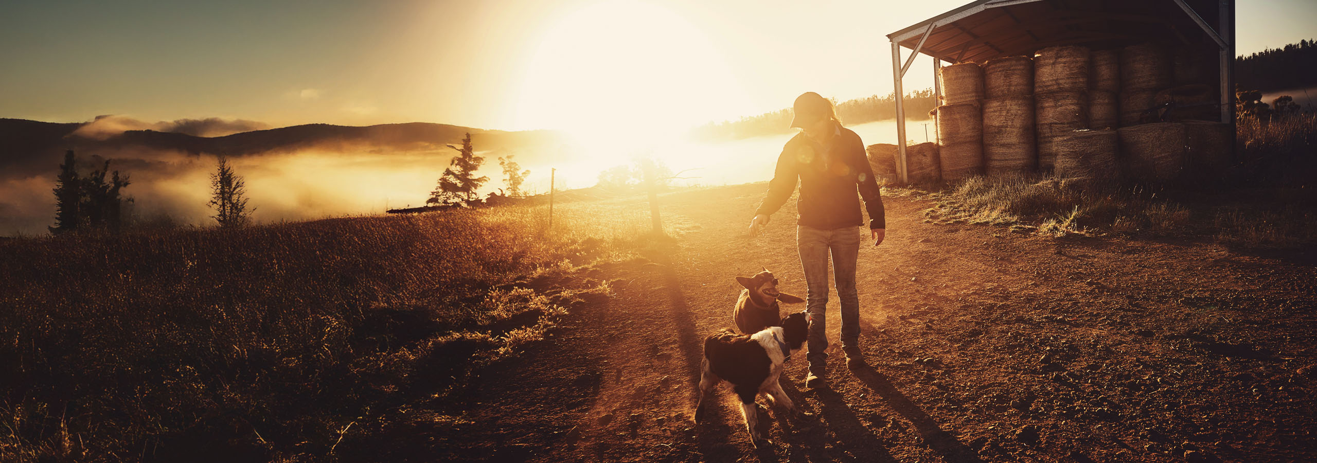 Woman playing with 2 dogs on a farm ground at sunset
