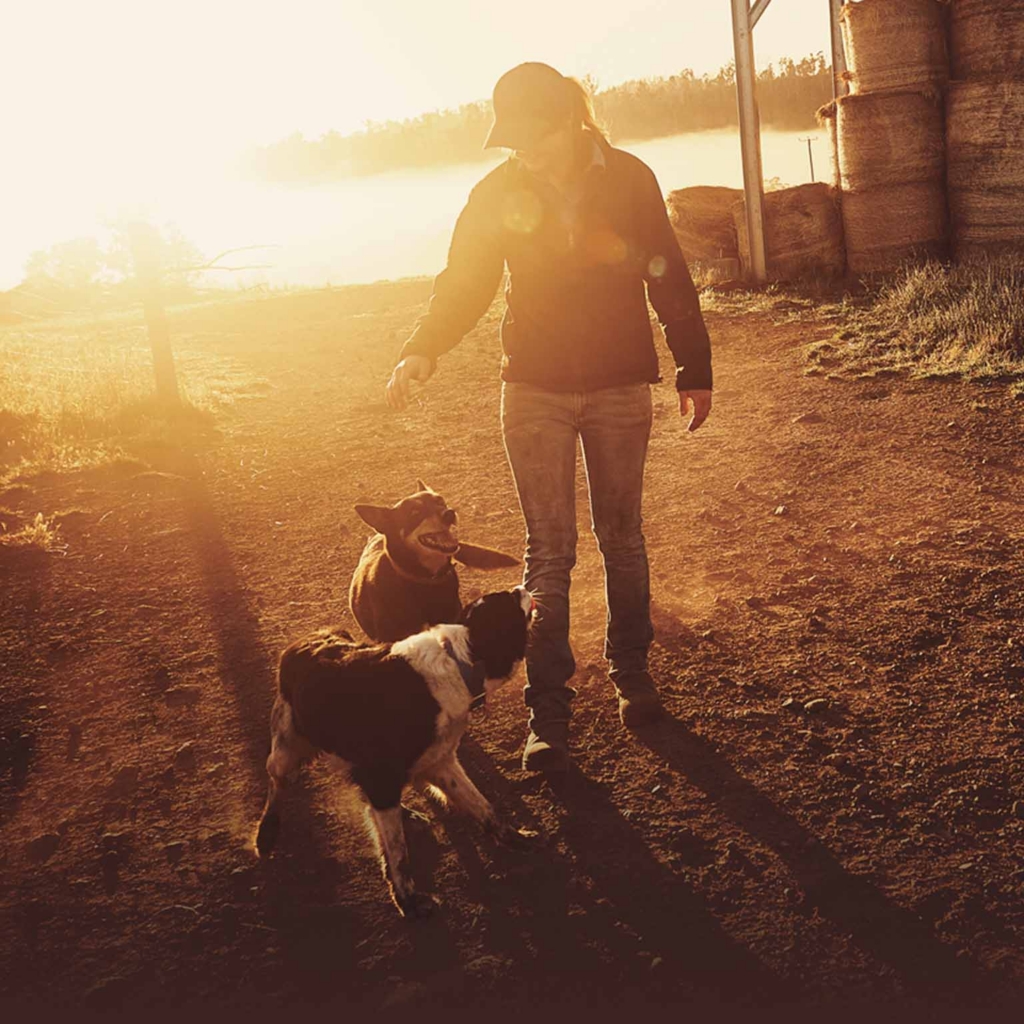 Woman playing with 2 dogs on a farm ground at sunset