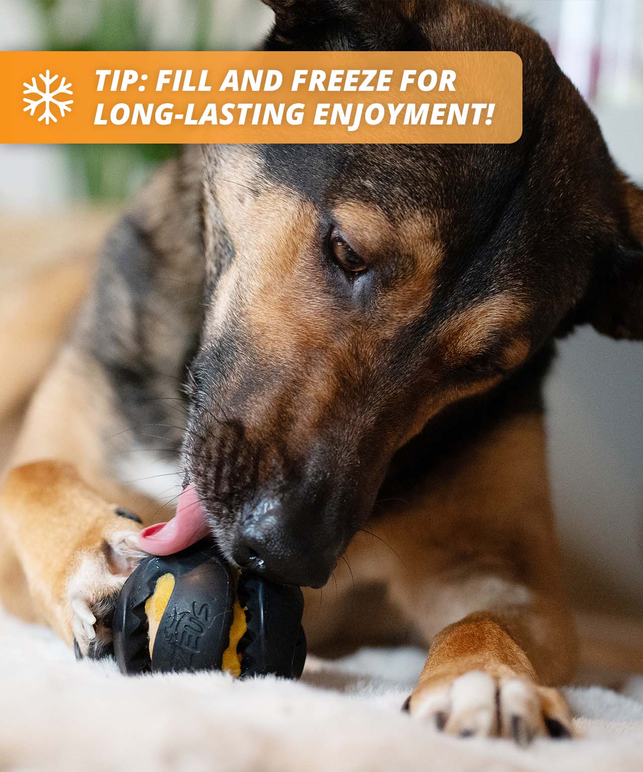 Close-up of a dog licking frozen Zoë Licky Snack from a Zeus Chewchasers toy