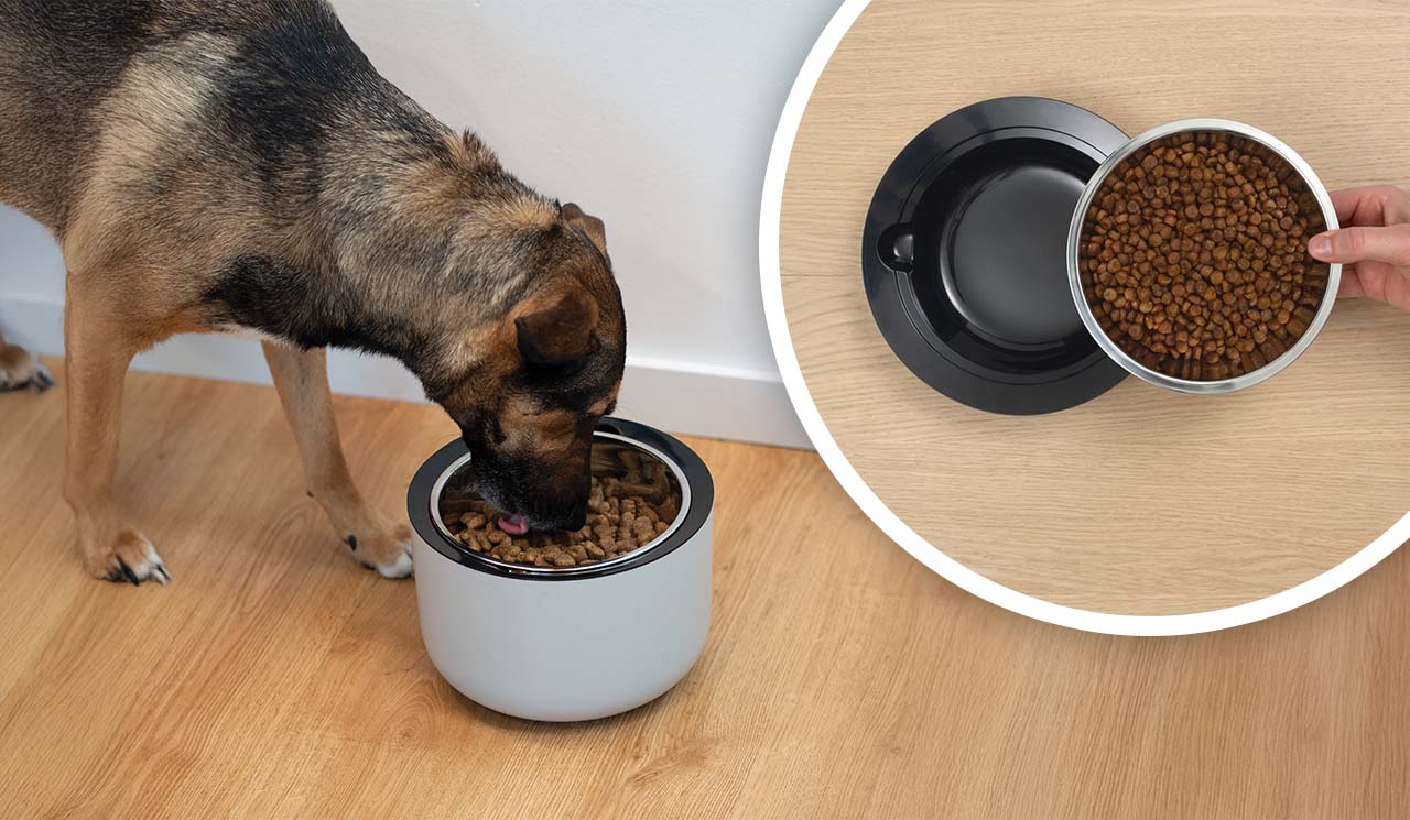 Medium-sized dog eating kibble out of the Oasis Weighted Dog Food Bowl. Hand lifting seperate dish out of the bowl.