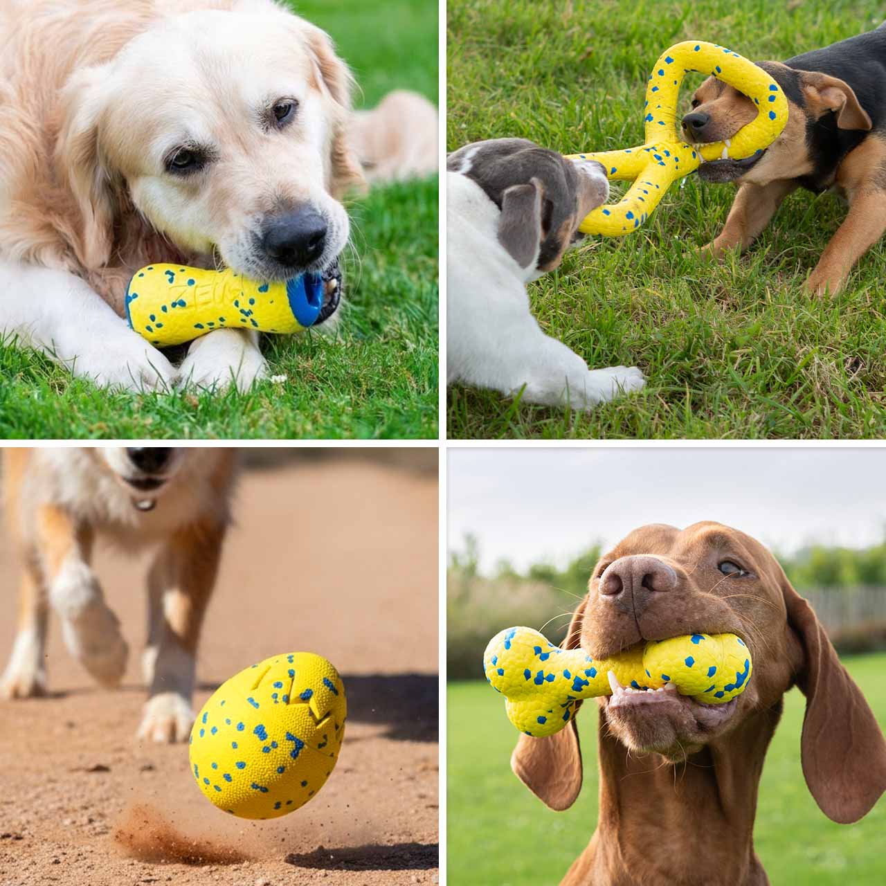 Chien jouant dehors avec différents jouets Zeus NITRO