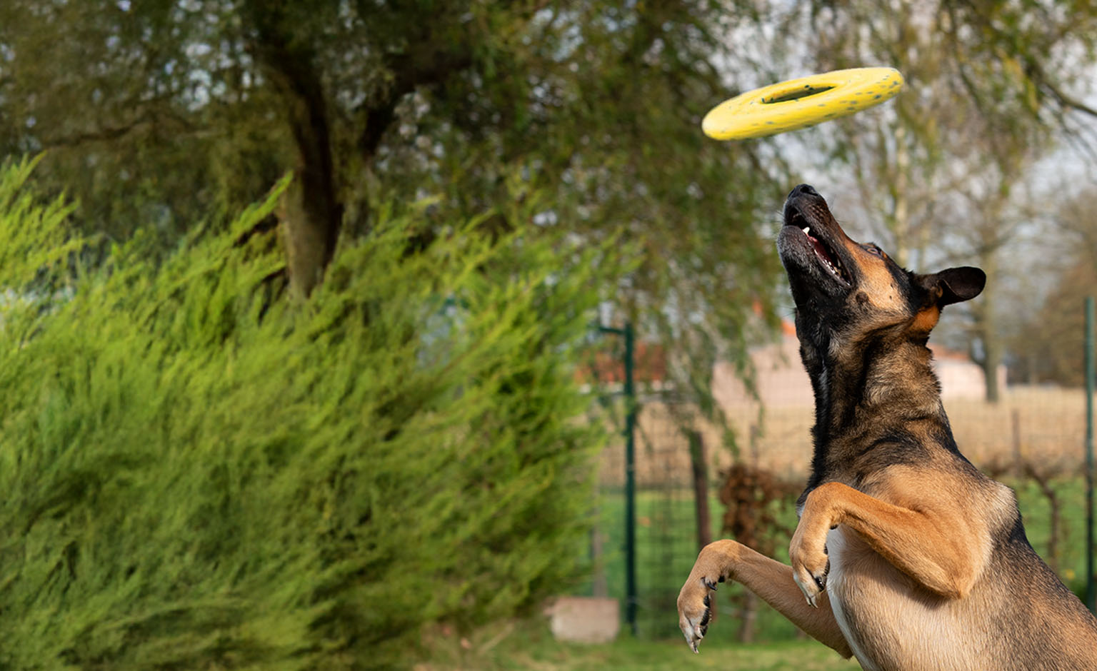 Grand chien brun concentré sautant très haut à la poursuite d’un disque Zeus NITRO qui vole dans les airs.