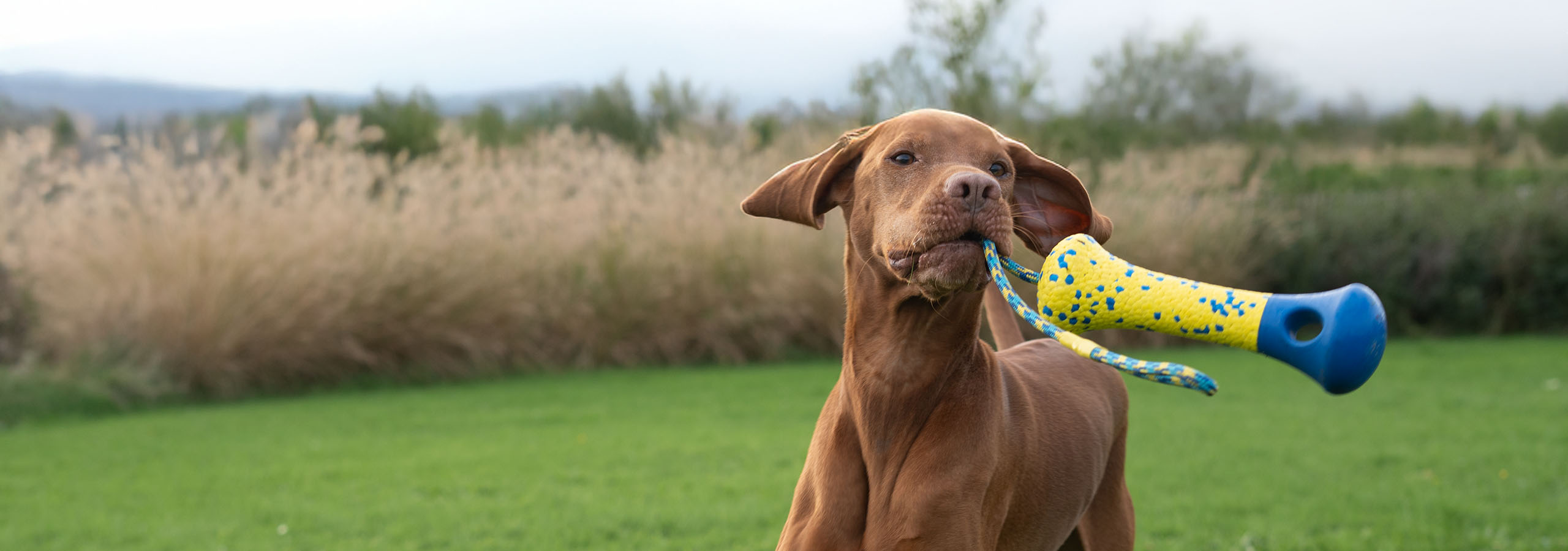 Grand chien brun courant dans un champ, une bouée Zeus NITRO se balançant dans sa gueule.