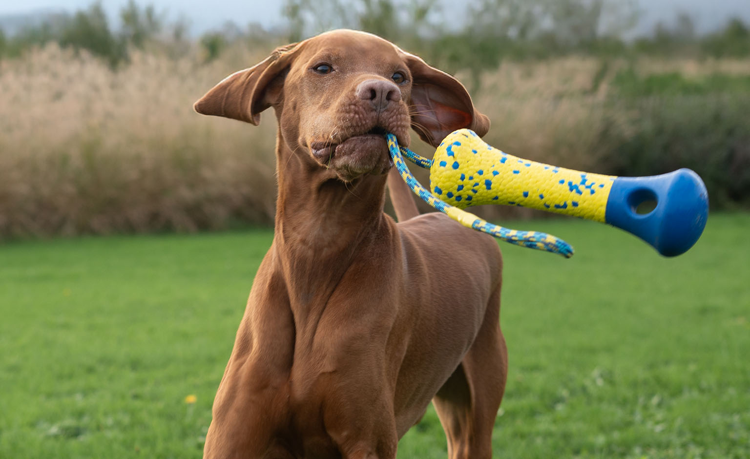 Grand chien brun courant dans un champ, une bouée Zeus NITRO se balançant dans sa gueule.