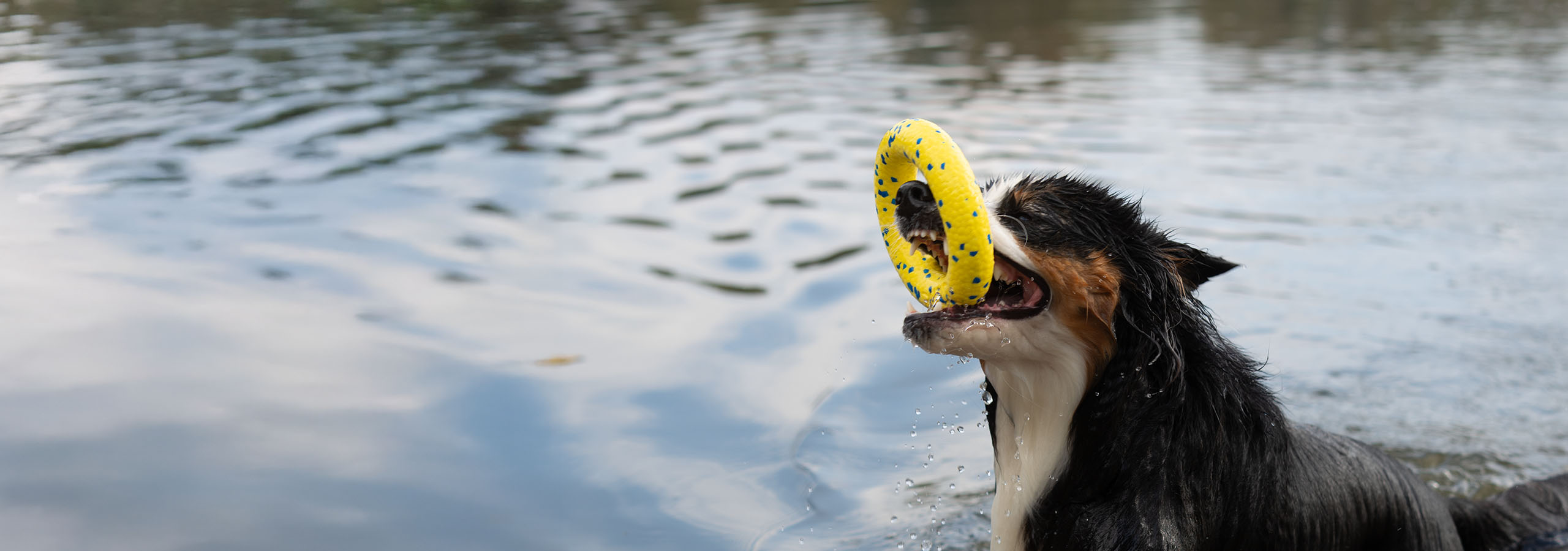 Chien jouant dans un lac, un anneau Zeus NITRO dans la gueule au-dessus de l’eau.