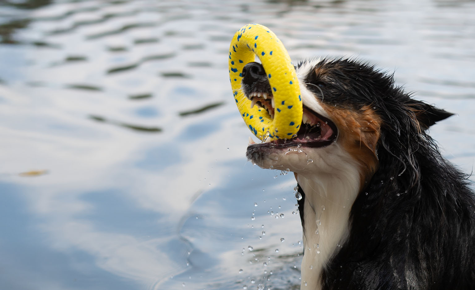 Chien jouant dans un lac, un anneau Zeus NITRO dans la gueule au-dessus de l’eau.