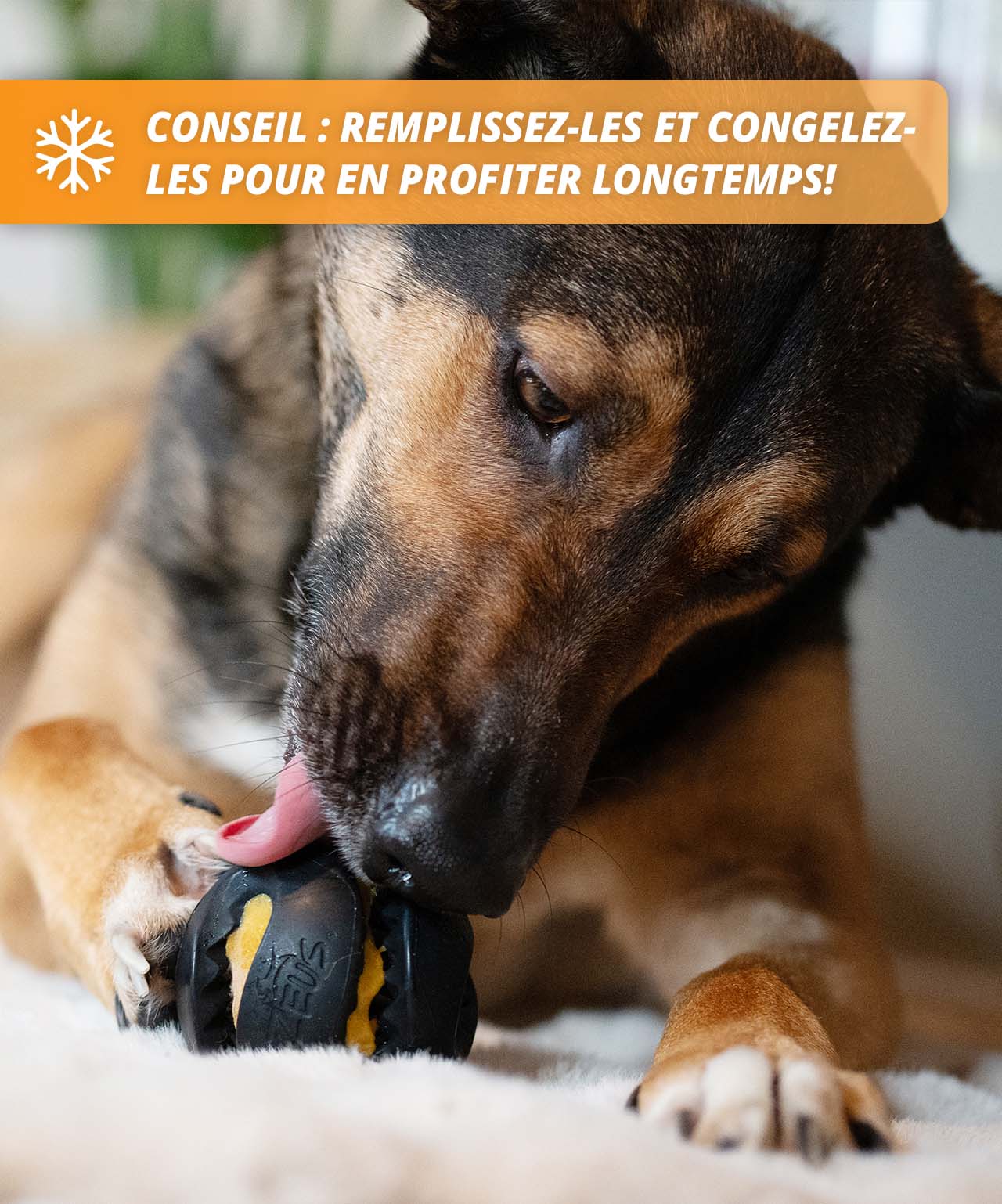 Gros plan sur un chien léchant une gâterie Zoë Licky Snack congelée et insérée dans un jouet Zeus Chewchasers