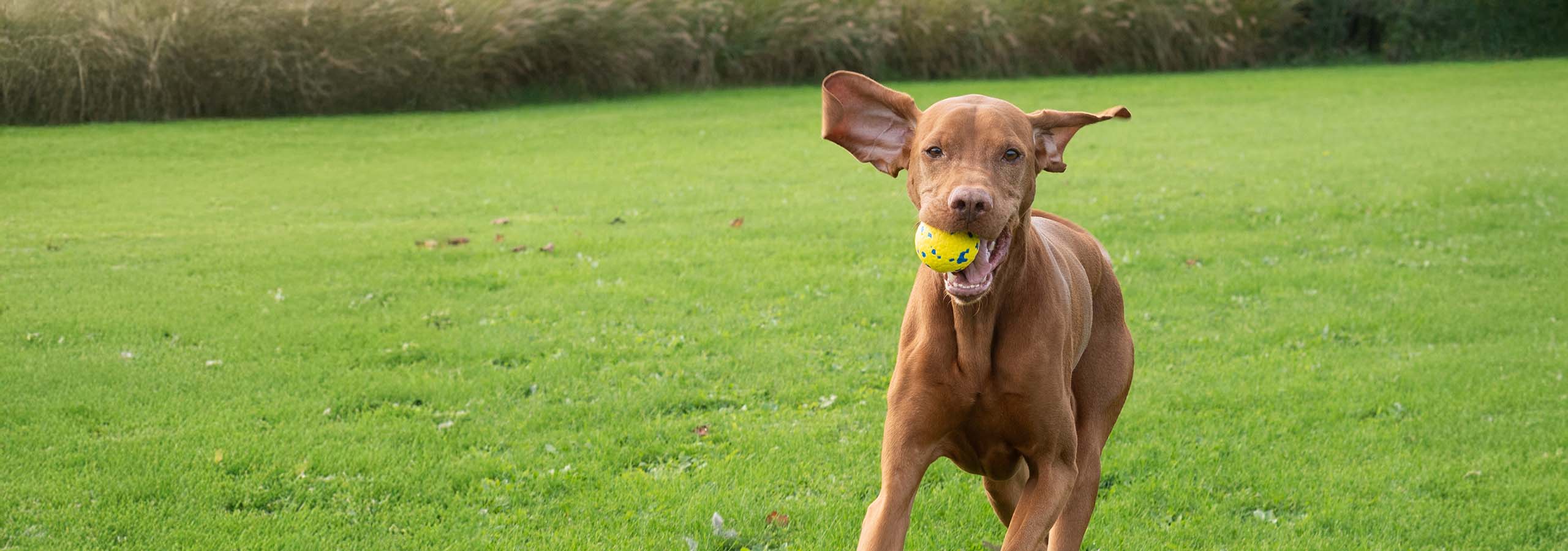Chien brun heureux courant dans un champ en tenant fermement une balle Zeus NITRO dans sa gueule.