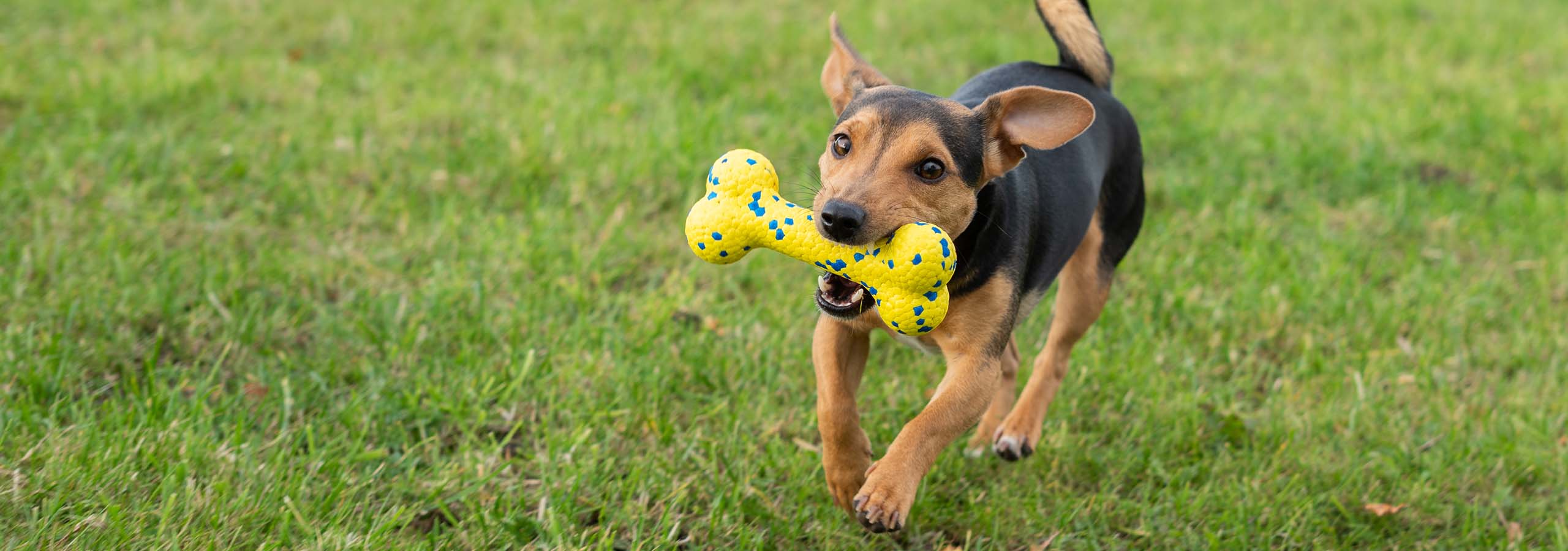Chien courant sur l’herbe à l’extérieur avec un jouet Os flexible Zeus NITRO dans sa gueule.