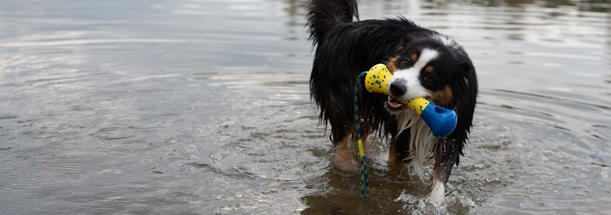 Grand chien heureux et énergique tenant une bouée Zeus NITRO dans sa gueule tout en jouant dans l’eau.