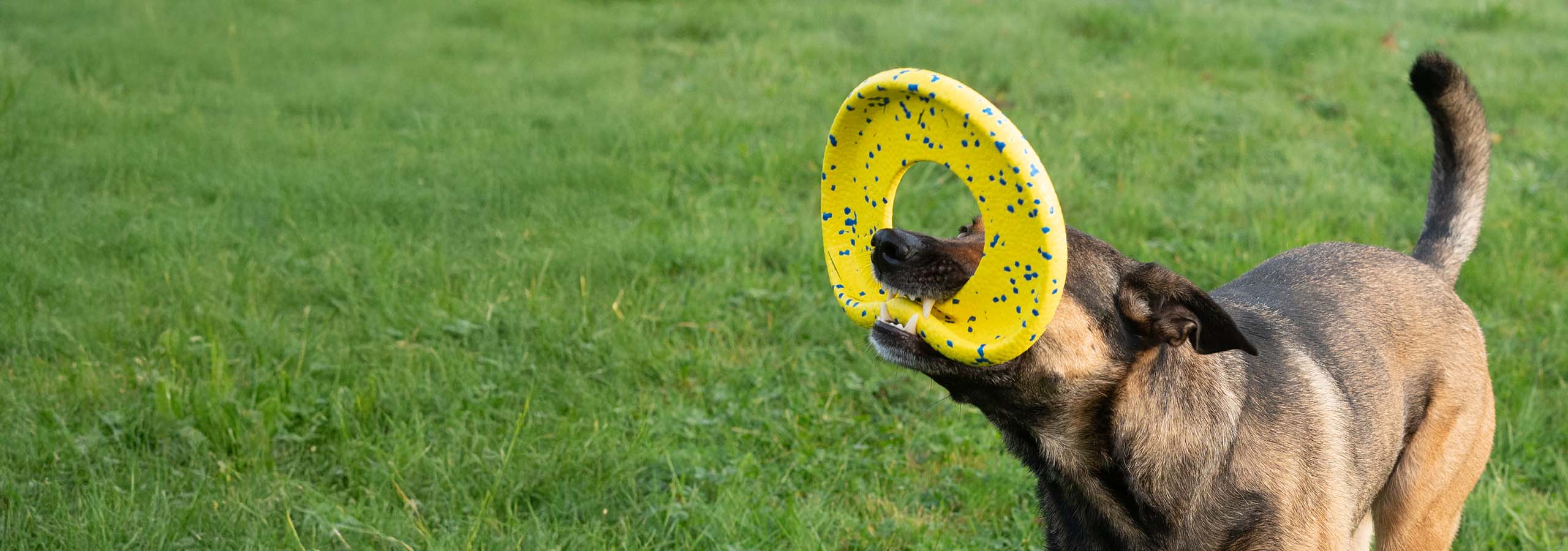 Grand chien brun tenant le disque Zeus NITRO dans sa gueule tout en jouant dans un champ gazonné.