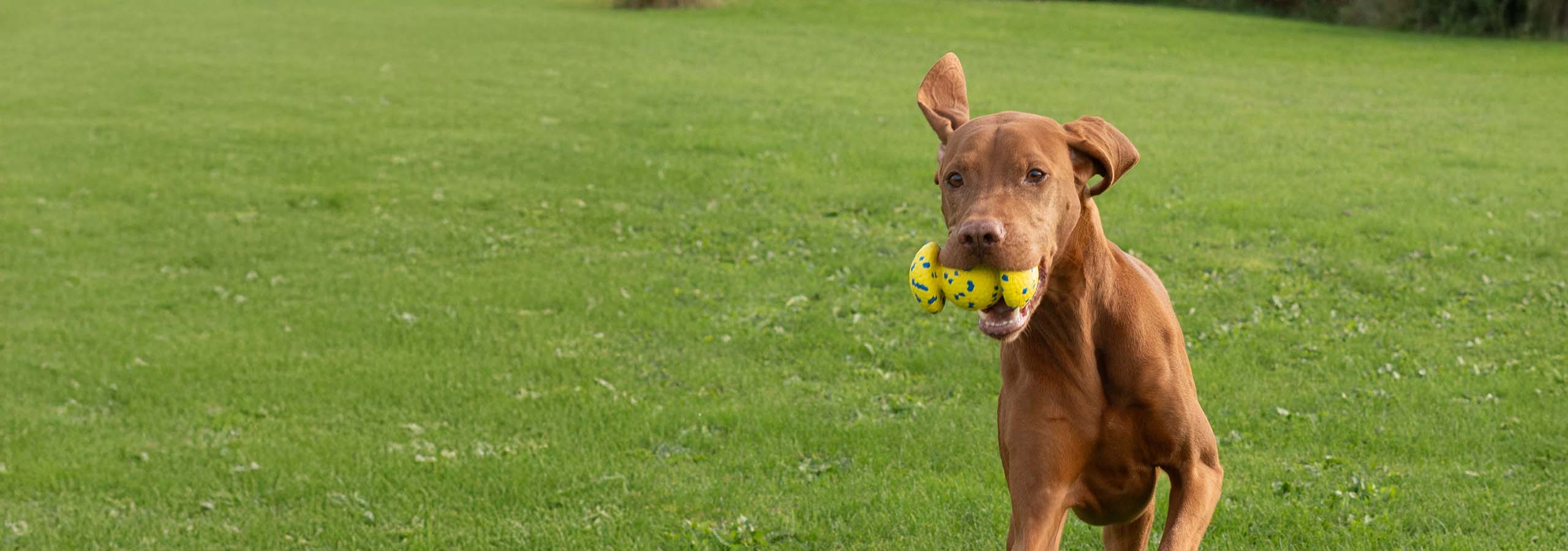 Gros chien brun tenant la balle à prise Zeus NITRO dans sa gueule en courant dans un champ de gazon.