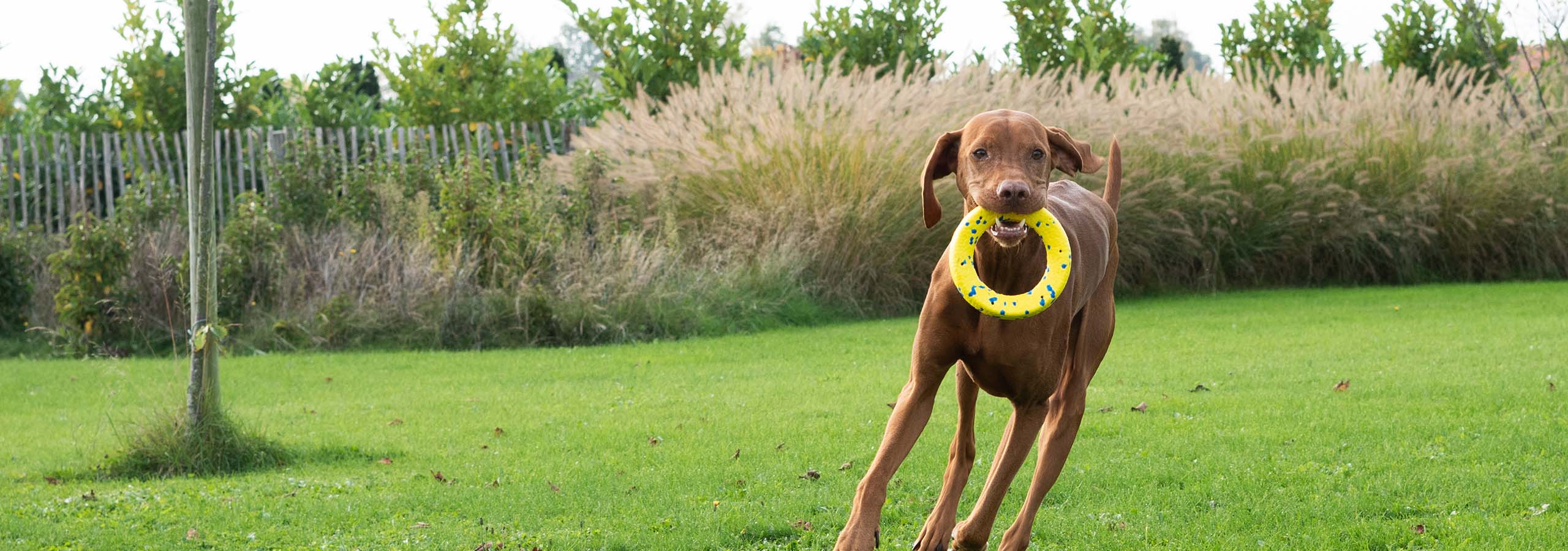 Big brown dog holding the Zeus NITRO Rubber Core in its mouth while running in a grass field.