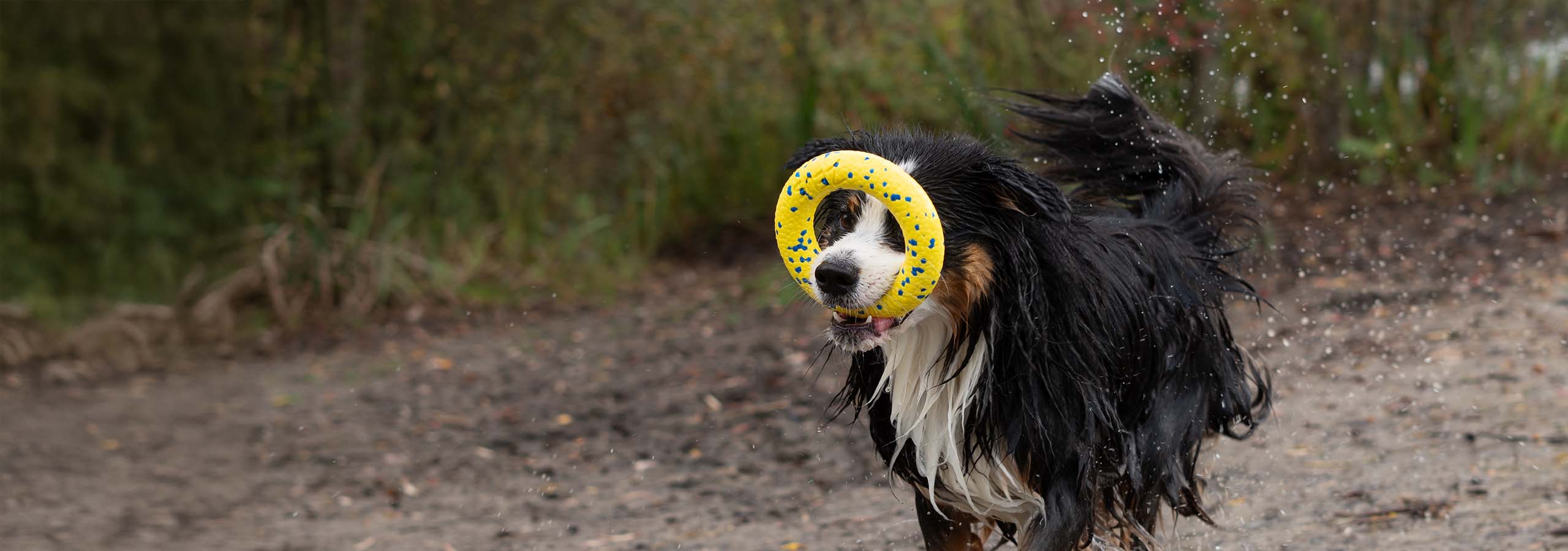Chien courant à l’extérieur avec le Zeus NITRO Ring dans sa gueule, tandis que l’eau éclabousse tout autour.