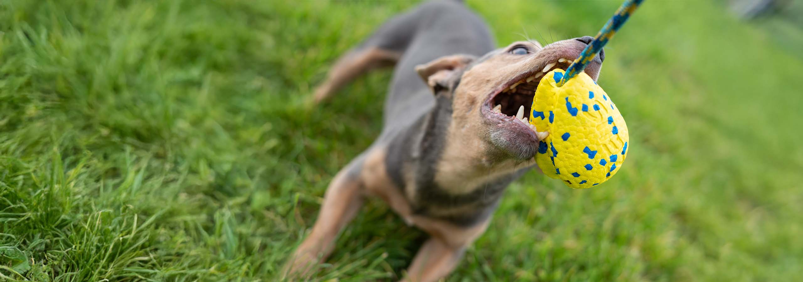 Chien énergique tirant sur un jouet Zeus NITRO Slinger tout en jouant sur l’herbe à l’extérieur.