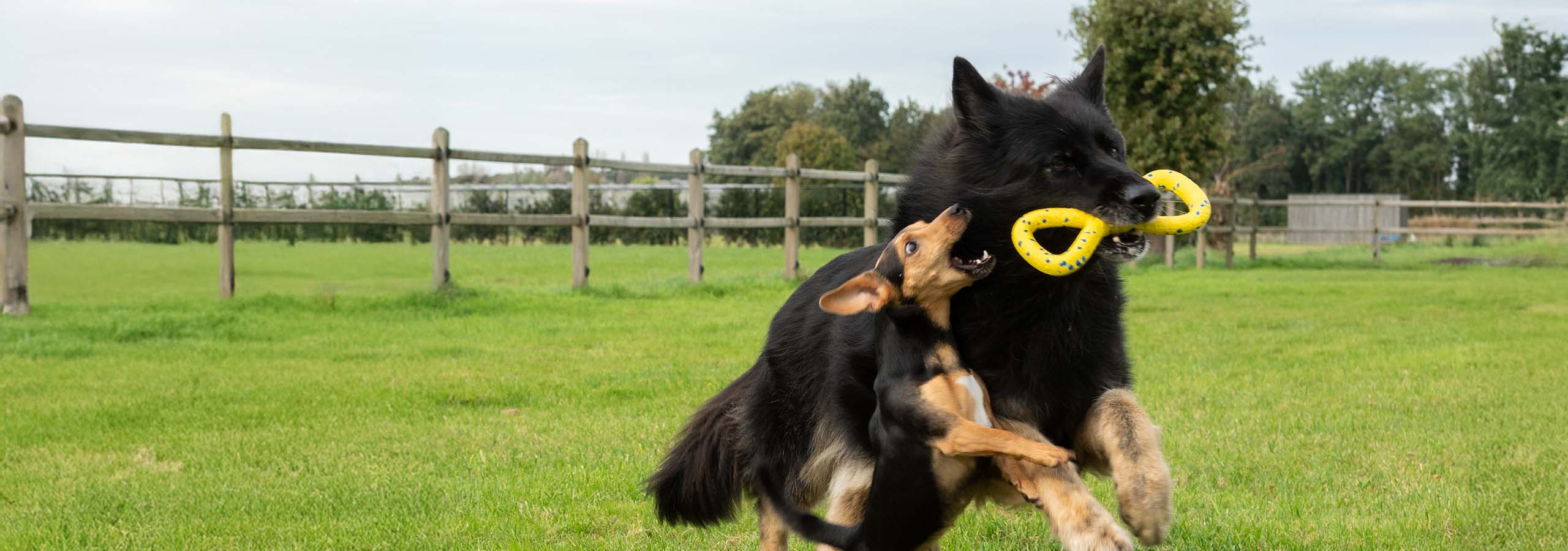 Grand chien noir courant avec un jouet Zeus NITRO Tugger dans sa gueule, poursuivi par un petit chien brun.