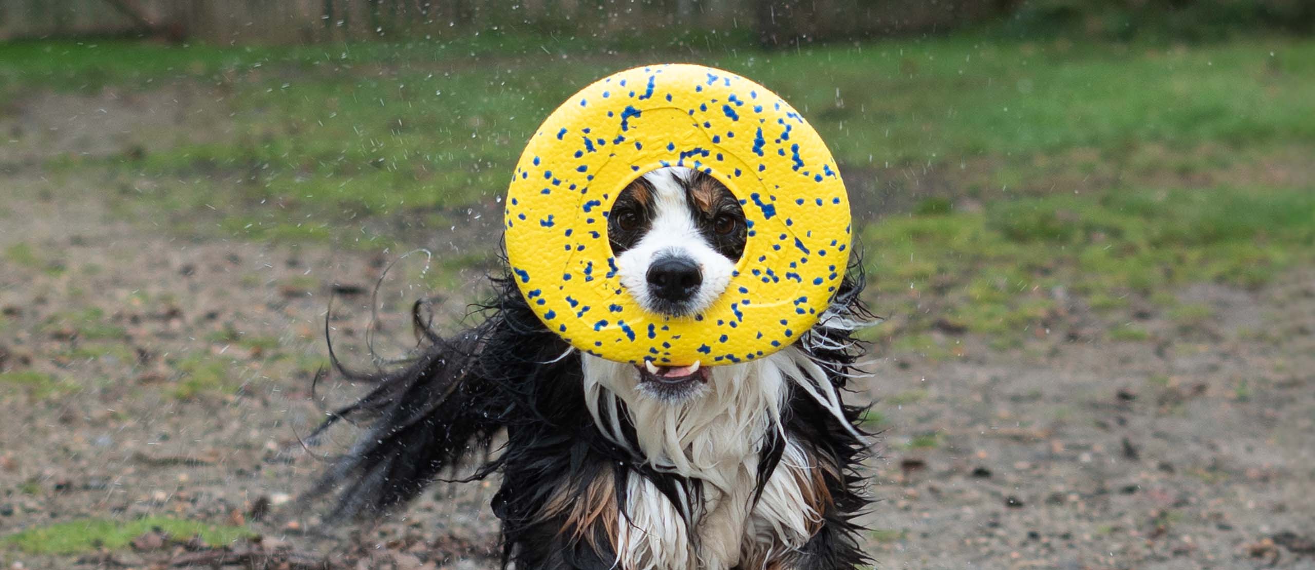 Chien mouillé tenant un disque NITRO Zeus dans sa gueule et courant