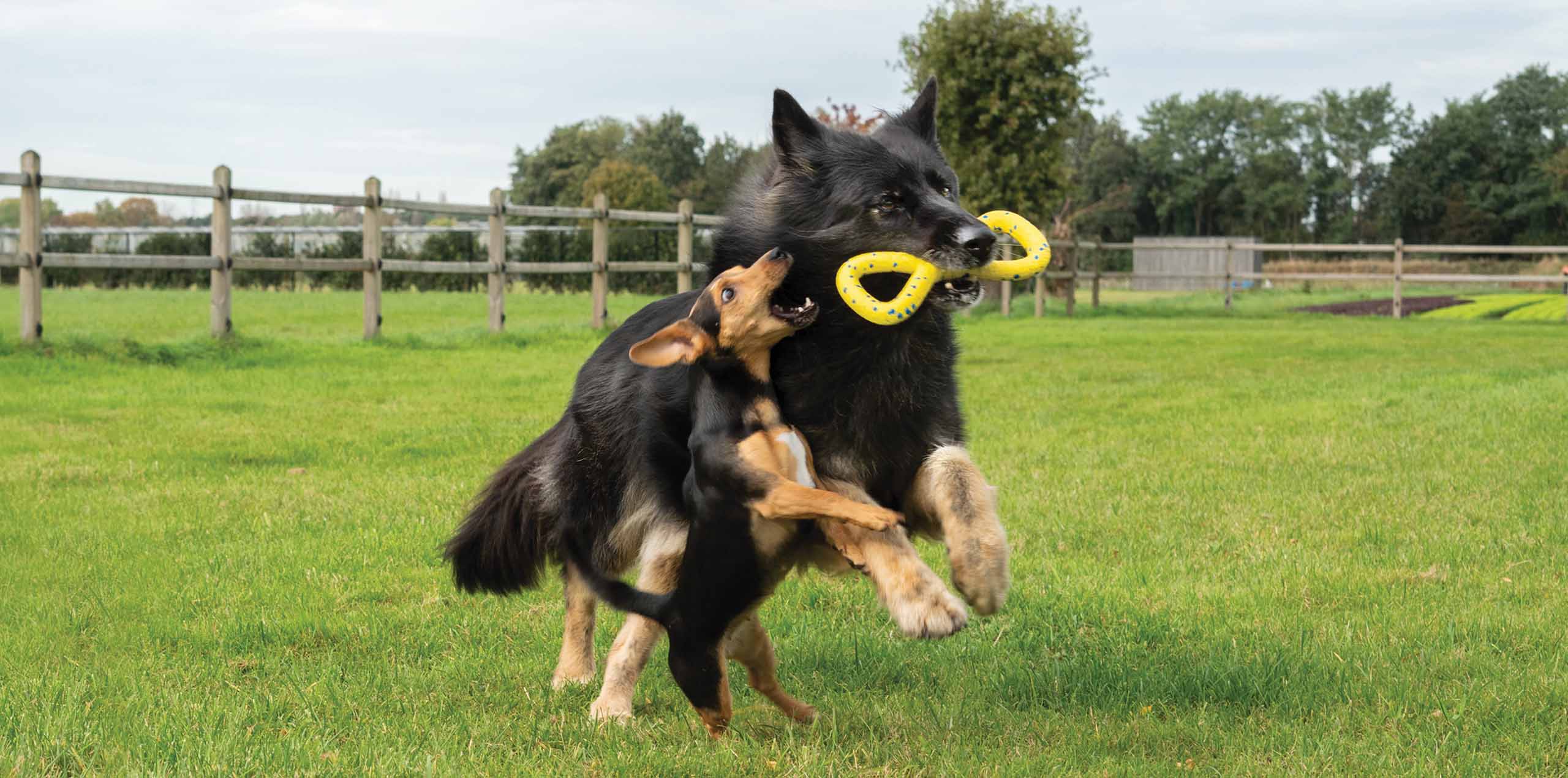 Grand chien noir s’éloignant en courant avec un jouet à tirer Zeus NITRO dans la gueule, poursuivi par un petit chien brun.
