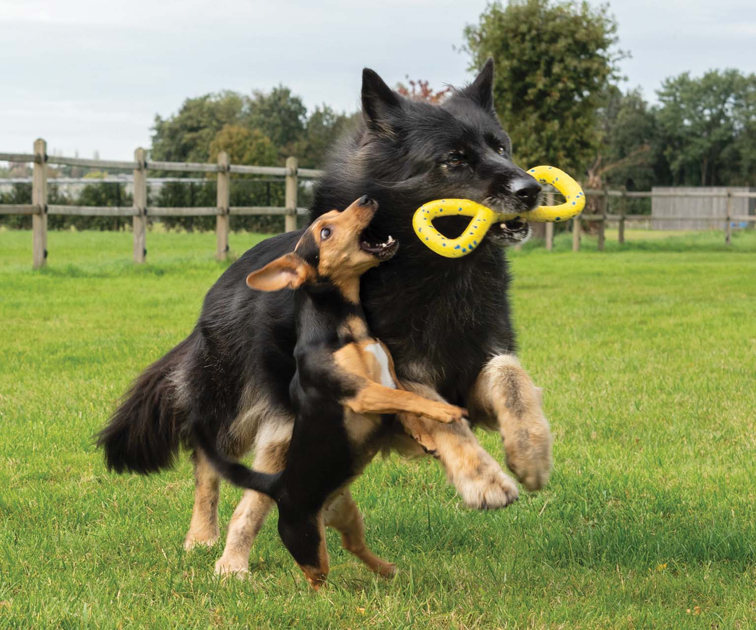 Grand chien noir s’éloignant en courant avec un jouet à tirer Zeus NITRO dans la gueule, poursuivi par un petit chien brun.
