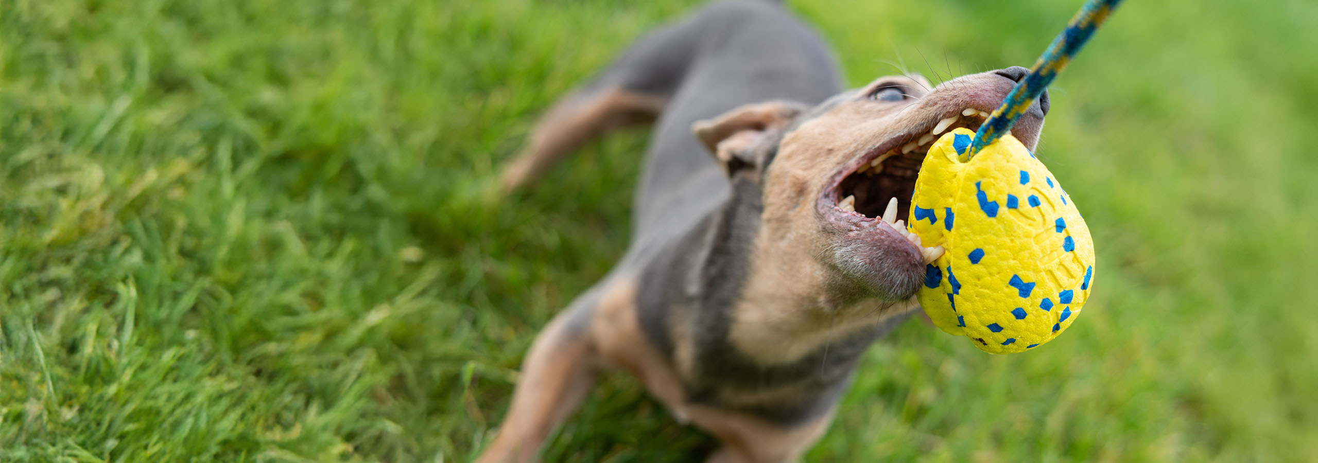 Chien énergique aux dents pointues tirant sur une fronde Zeus NITRO dans un champ.