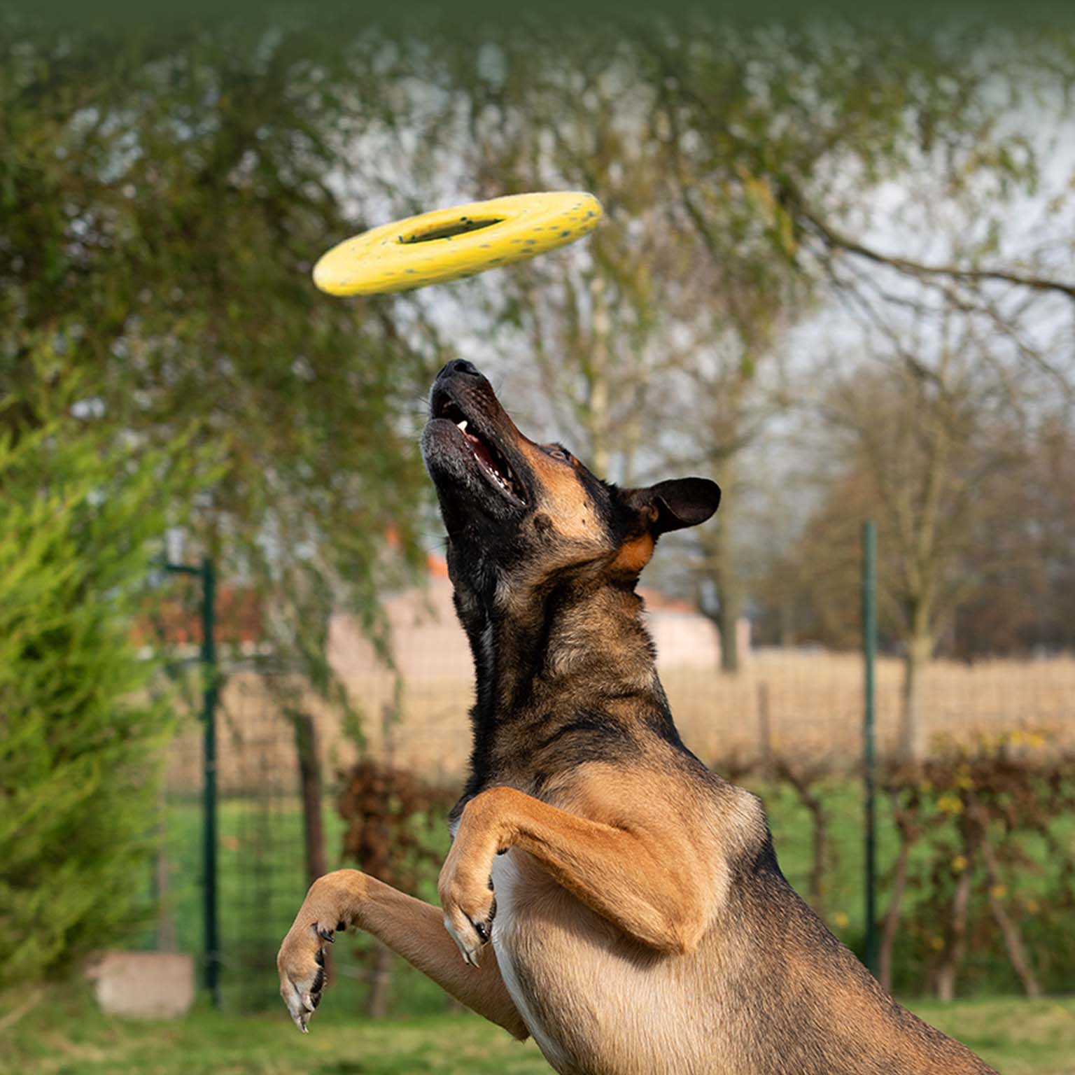Grand chien brun concentré sautant très haut à la poursuite d’un disque Zeus NITRO qui vole dans les airs.