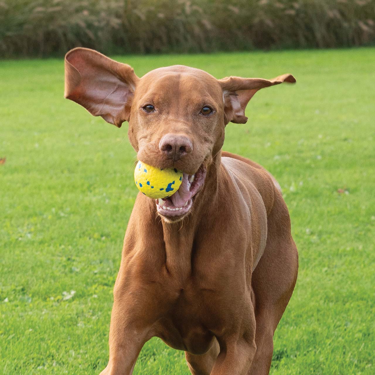 Chien brun heureux courant dans un champ en tenant fermement une balle Zeus NITRO dans sa gueule.