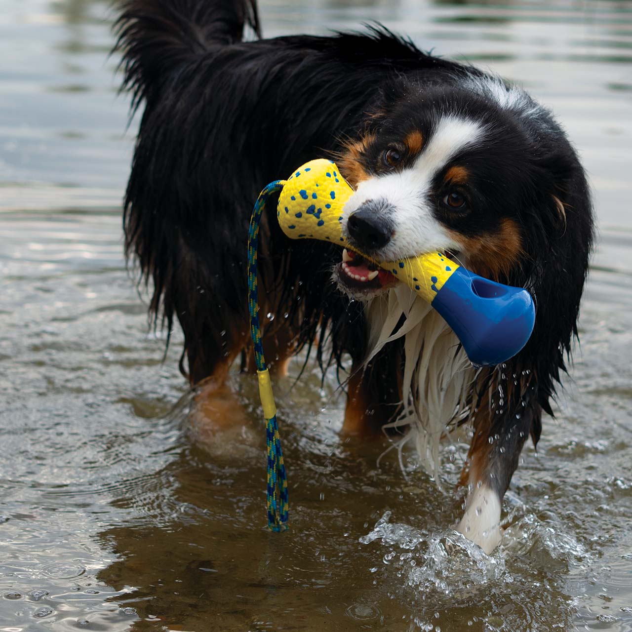 Grand chien heureux et énergique tenant une bouée Zeus NITRO dans sa gueule tout en jouant dans l’eau.