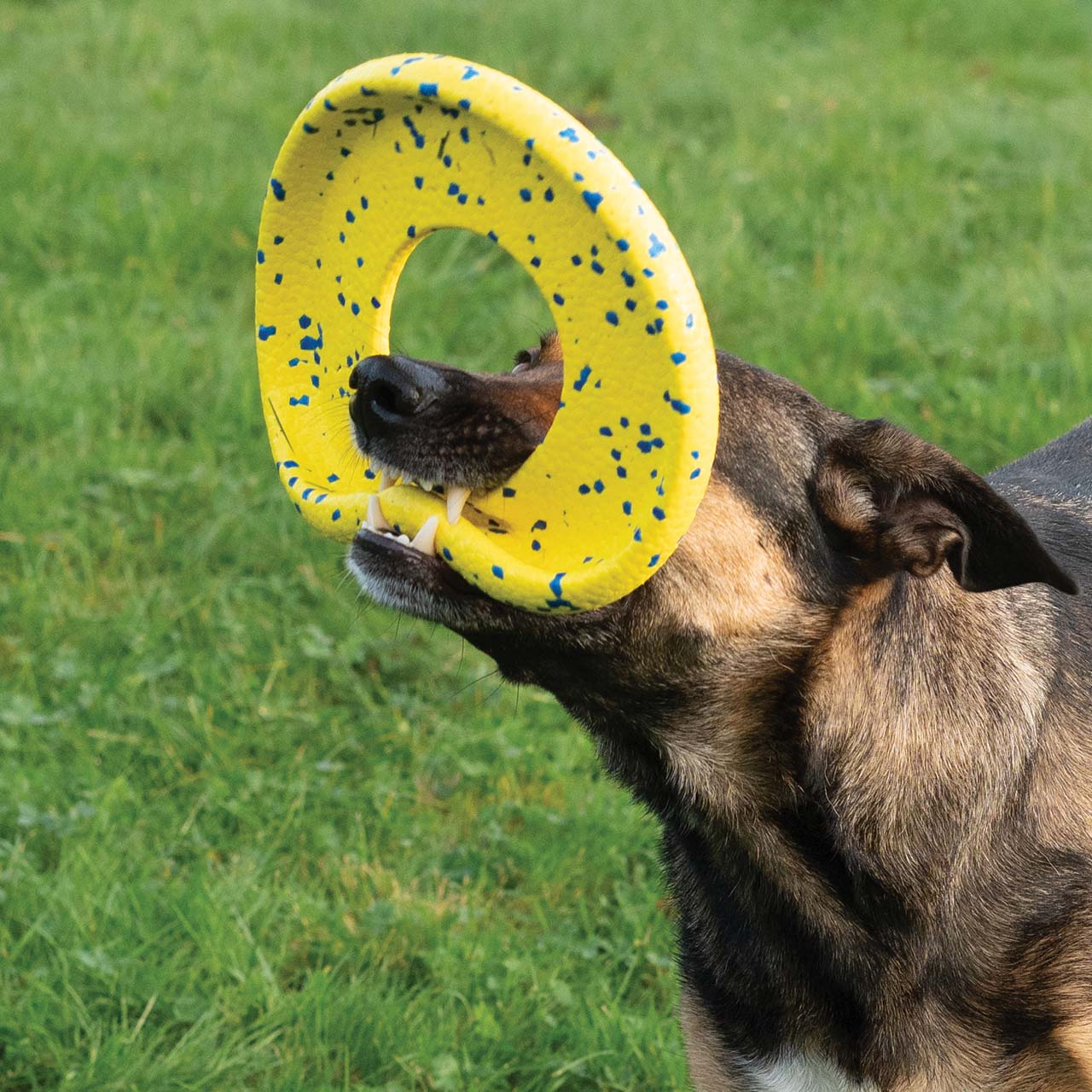 Grand chien brun tenant le disque Zeus NITRO dans sa gueule tout en jouant dans un champ gazonné.