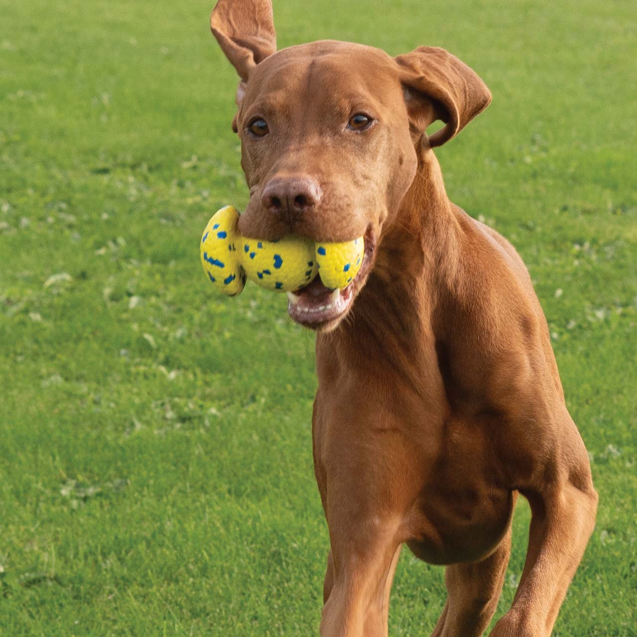 Gros chien brun tenant la balle à prise Zeus NITRO dans sa gueule en courant dans un champ de gazon.