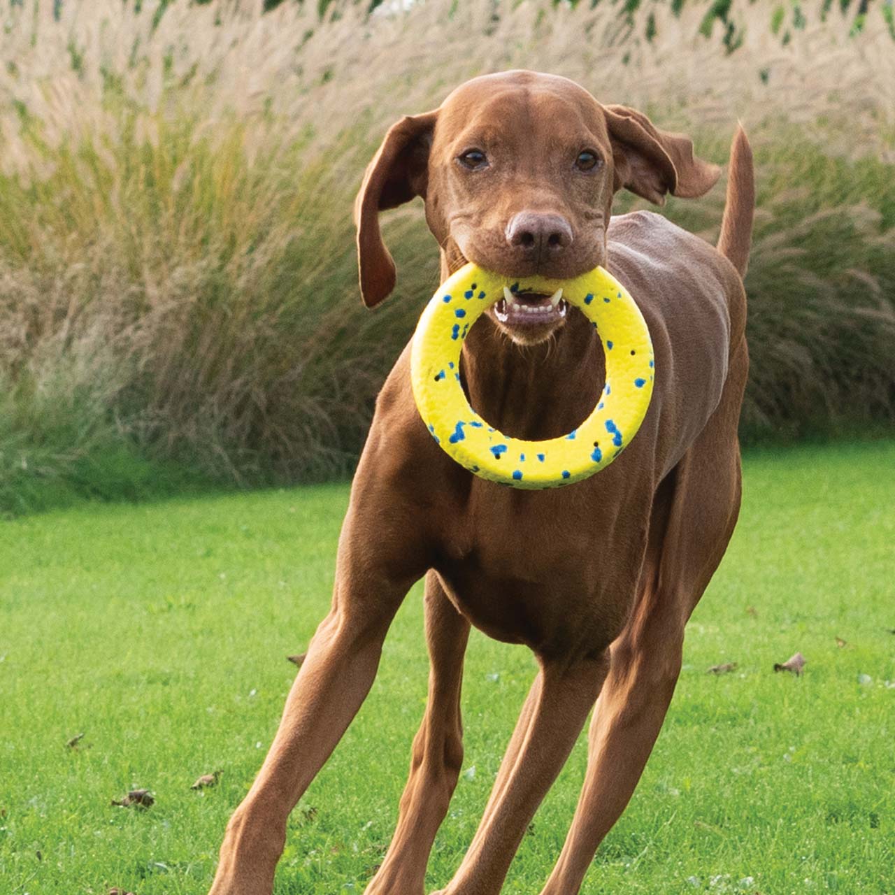 Big brown dog holding the Zeus NITRO Rubber Core in its mouth while running in a grass field.