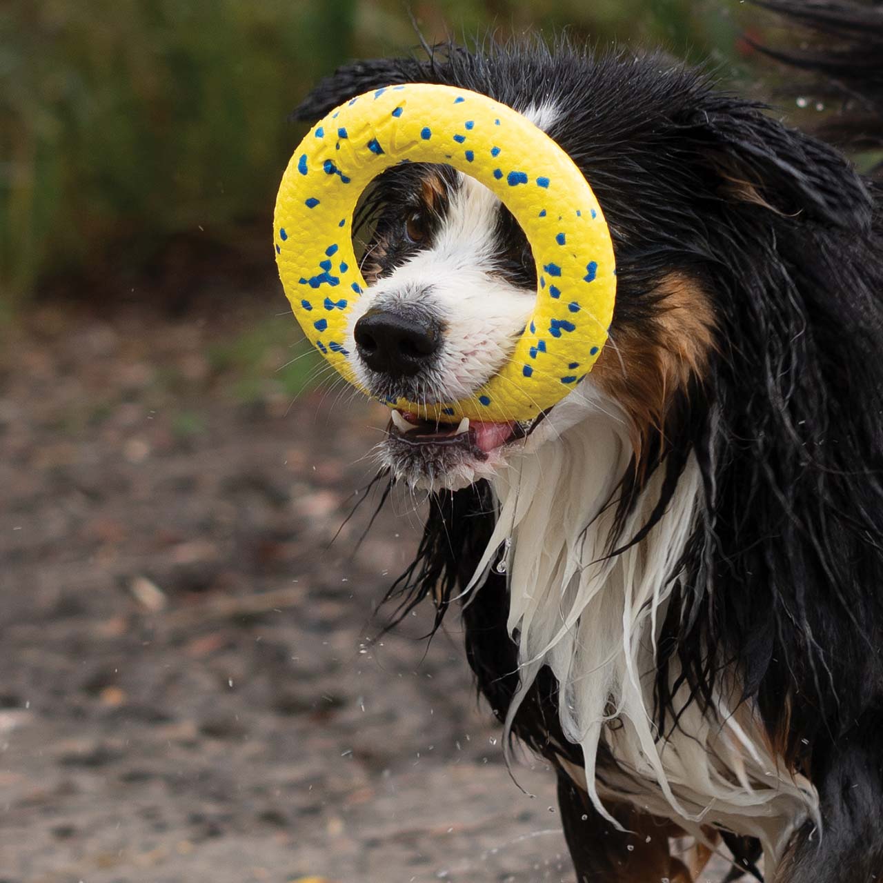 Chien courant à l’extérieur avec le Zeus NITRO Ring dans sa gueule, tandis que l’eau éclabousse tout autour.