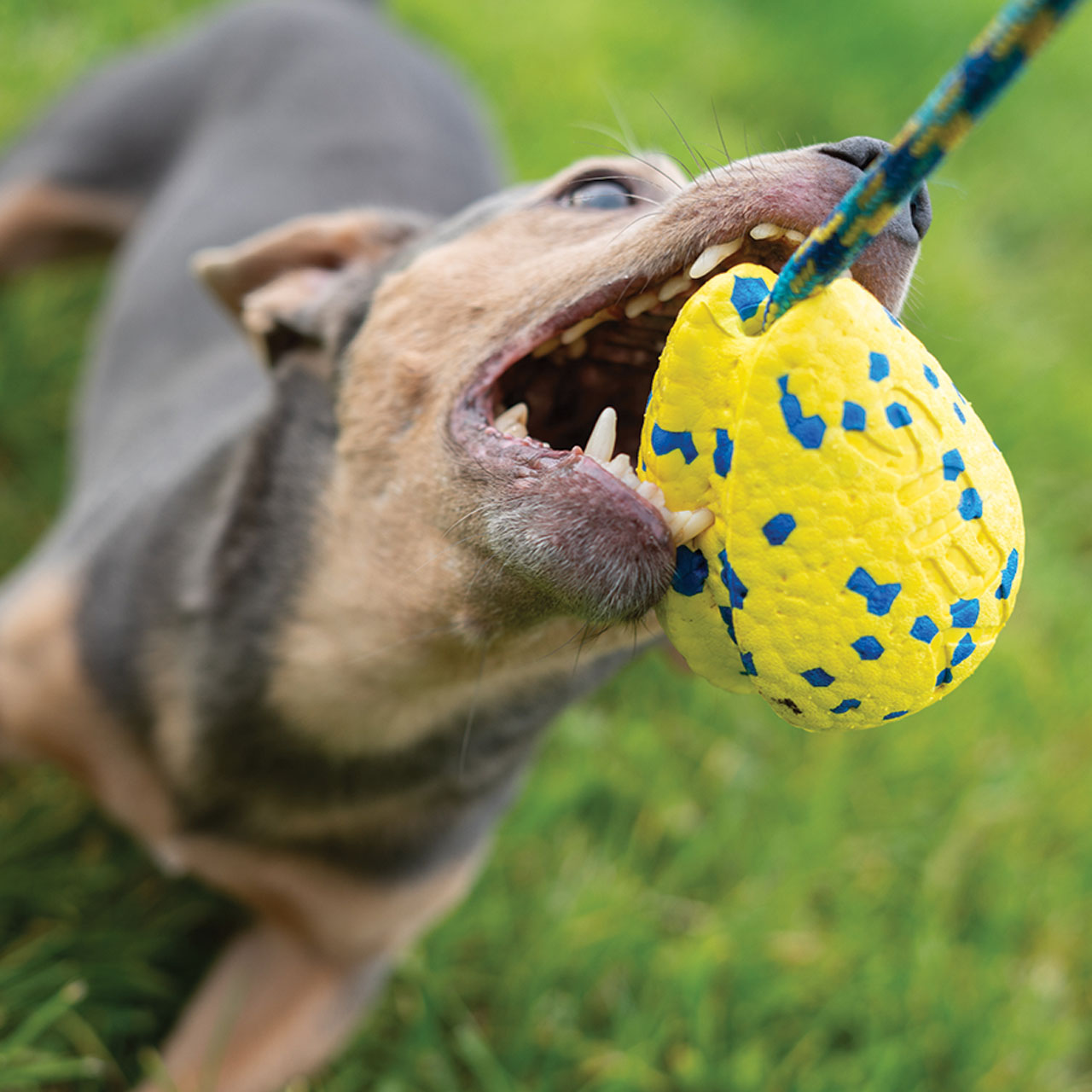 Chien énergique aux dents acérées tirant sur une fronde Zeus NITRO pour chiens dans un champ gazonné.