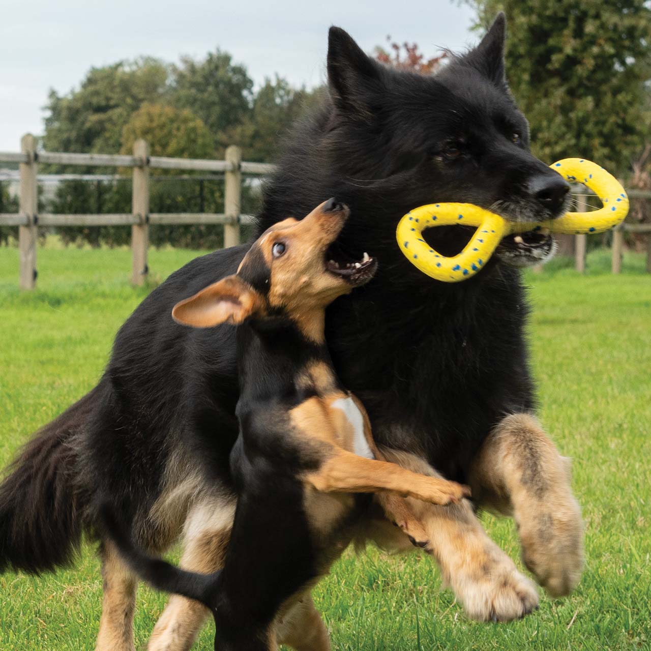 Grand chien noir courant avec un jouet Zeus NITRO Tugger dans sa gueule, poursuivi par un petit chien brun.