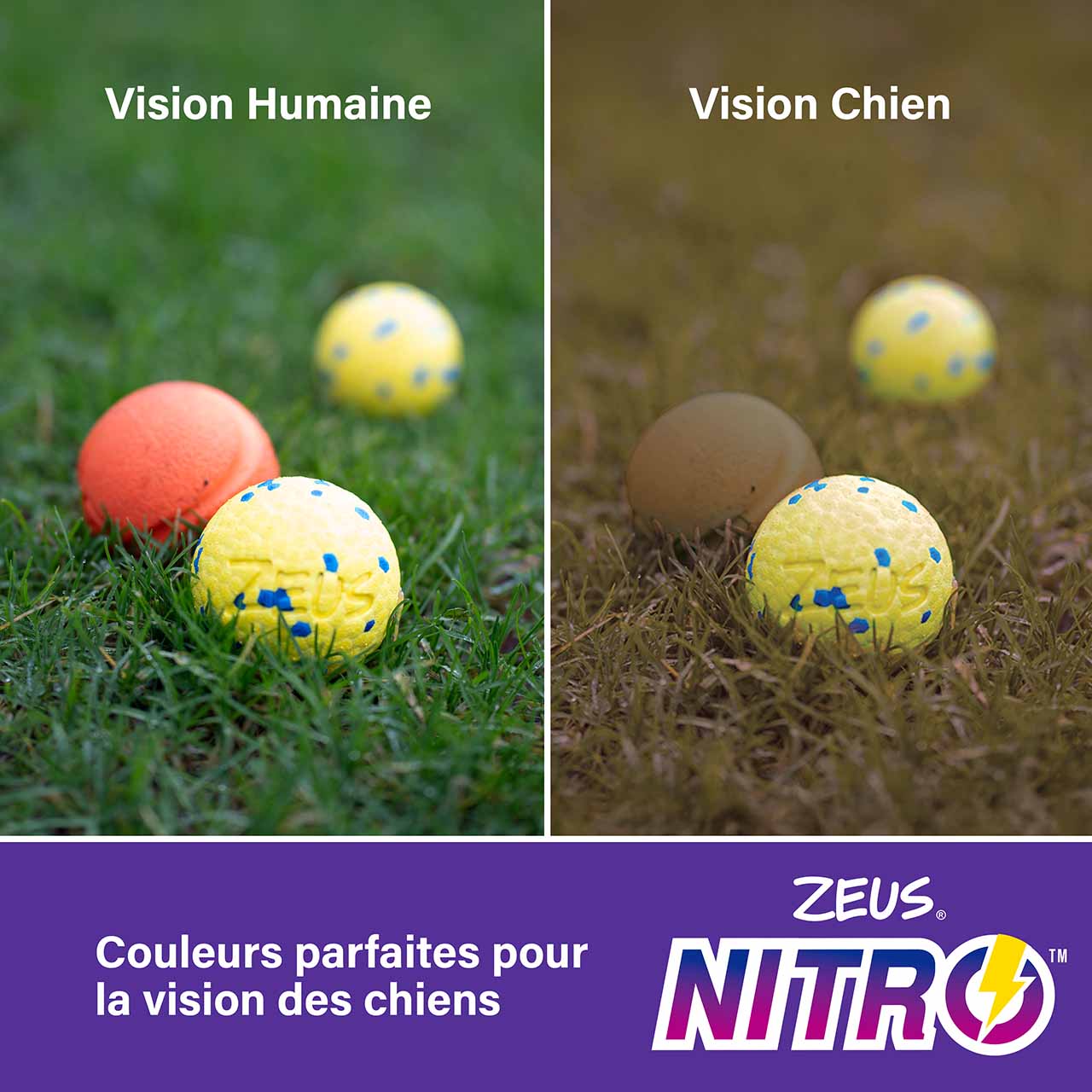 Comparaison de la vision des couleurs d’un humain à celle d’un chien.