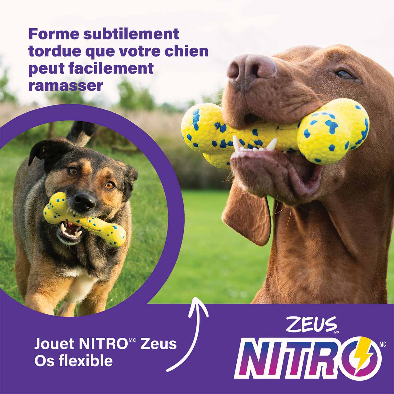 L’Os flexible Zeus NITRO présente une conception torsadée que votre chien peut facilement saisir et ramasser.