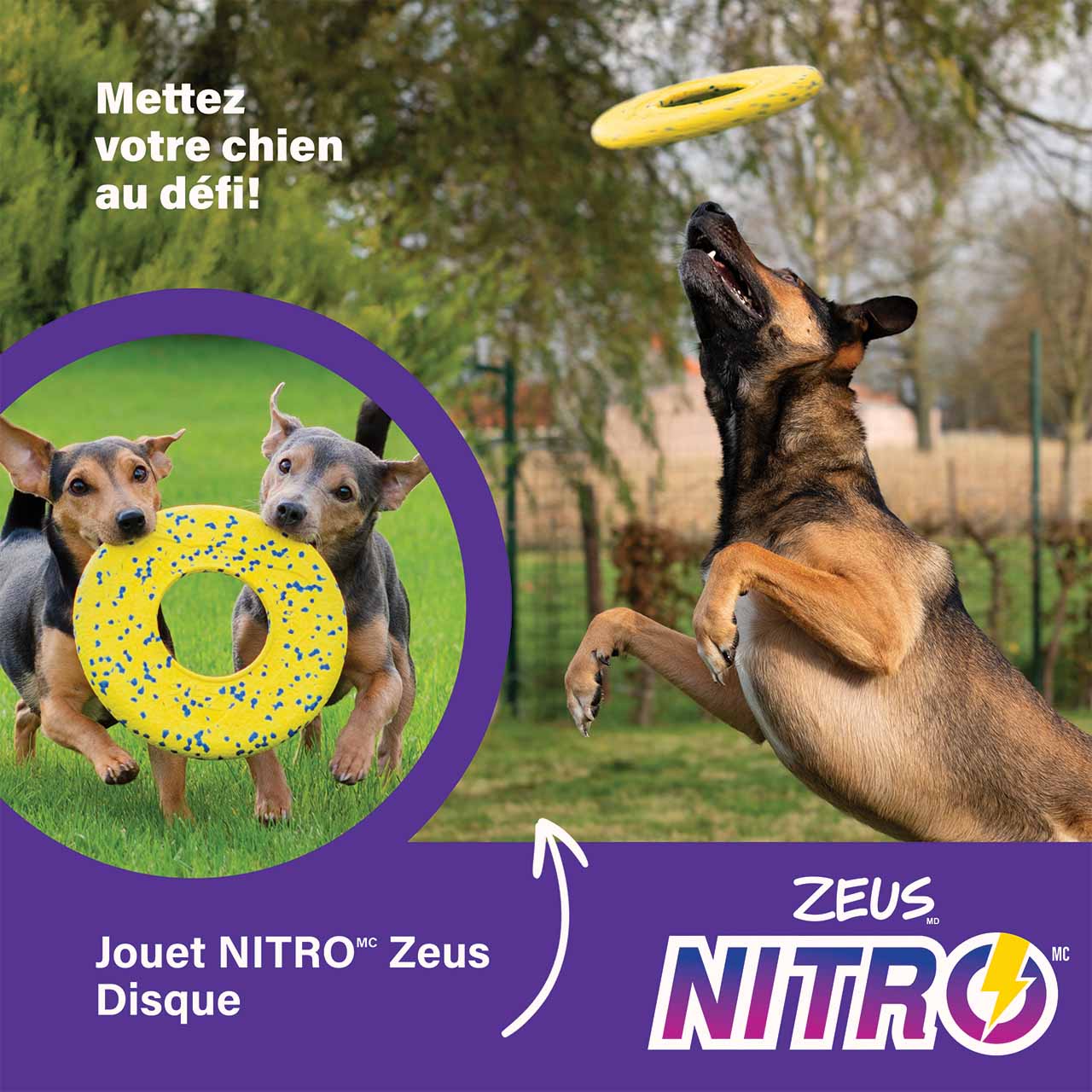 Mettez l’agilité de votre chien à l’épreuve!