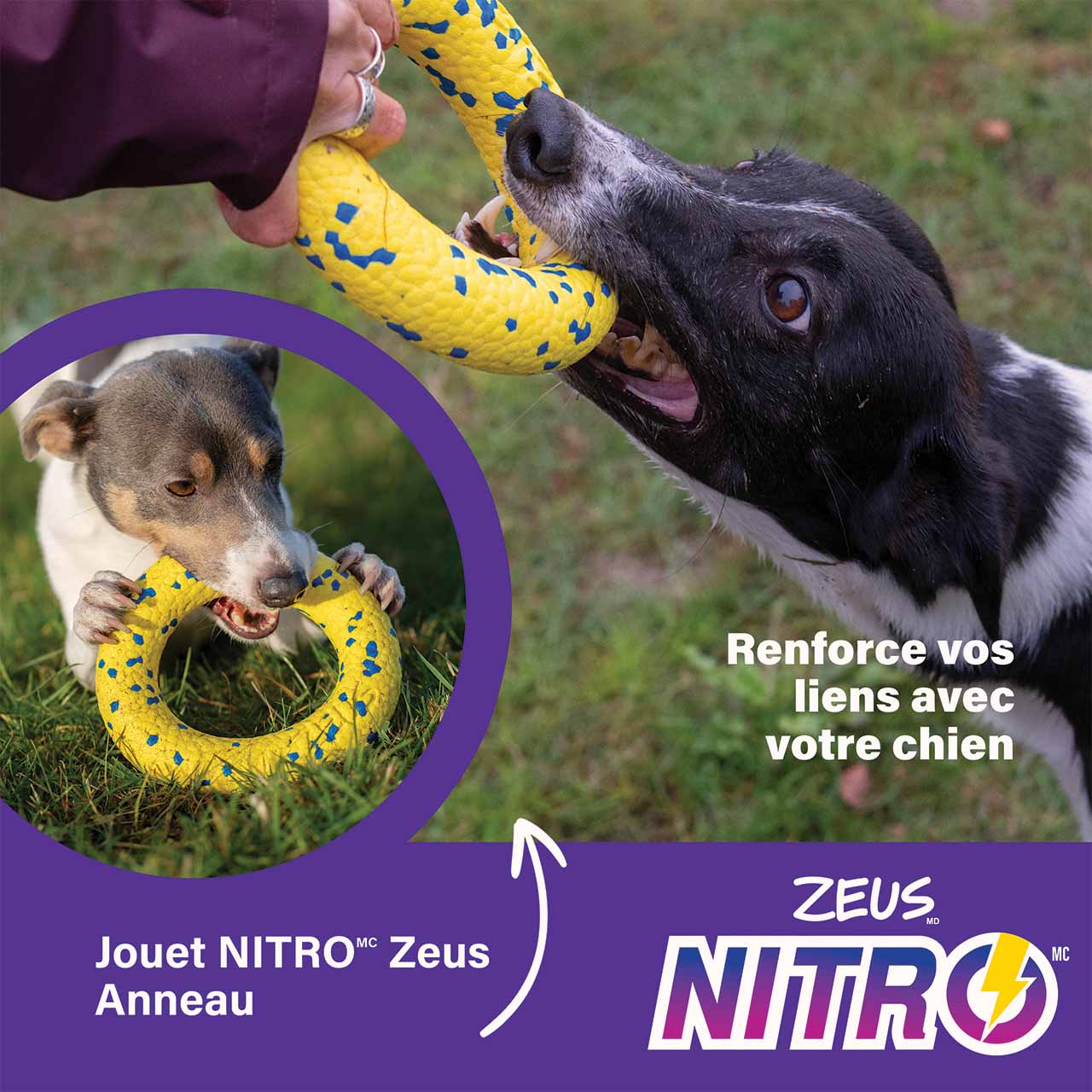 Renforcez le lien qui vous unit à votre chien.